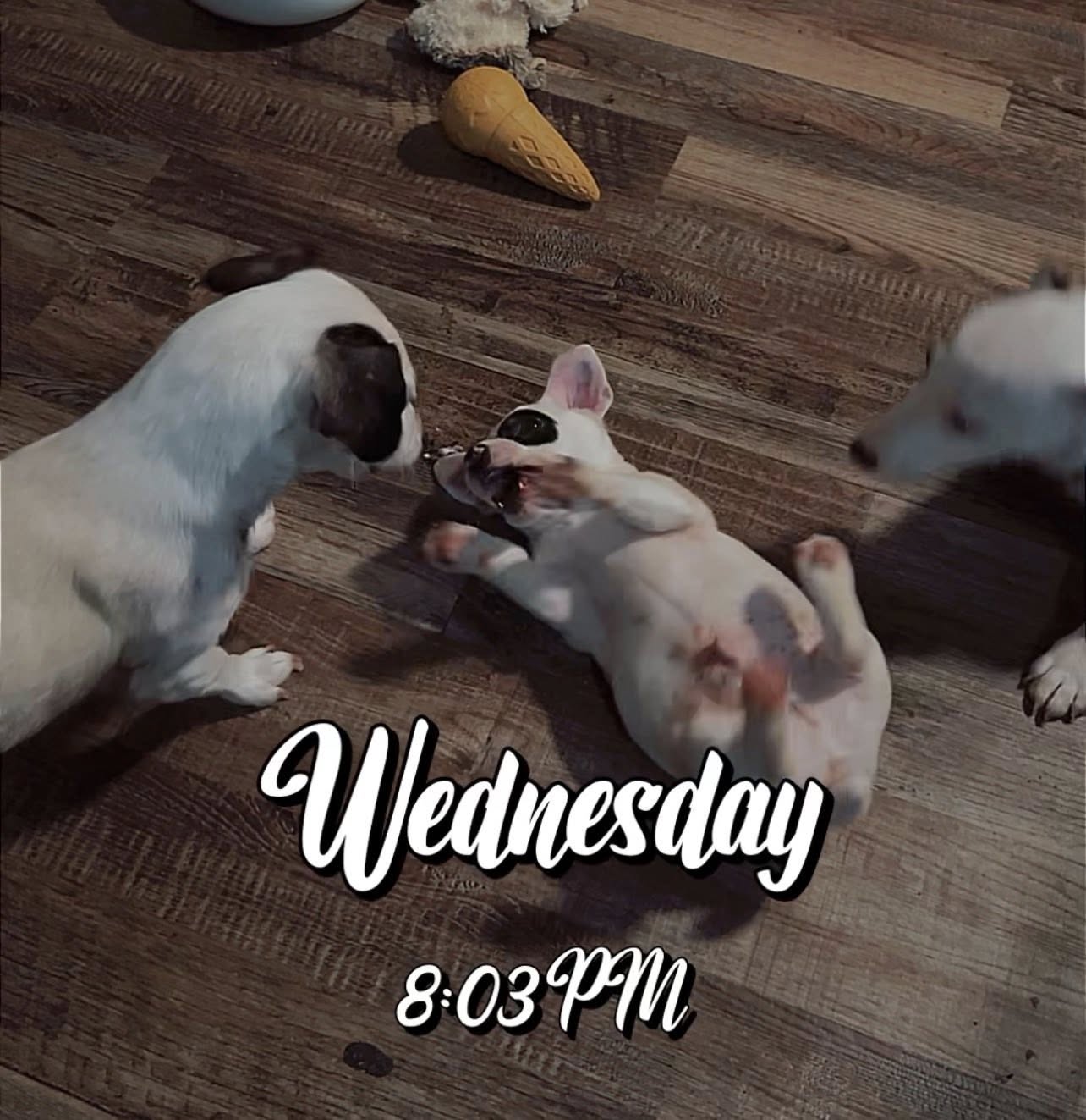 Little Clipper – Jack Russell Terrier puppy for sale in Mount Airy, NC