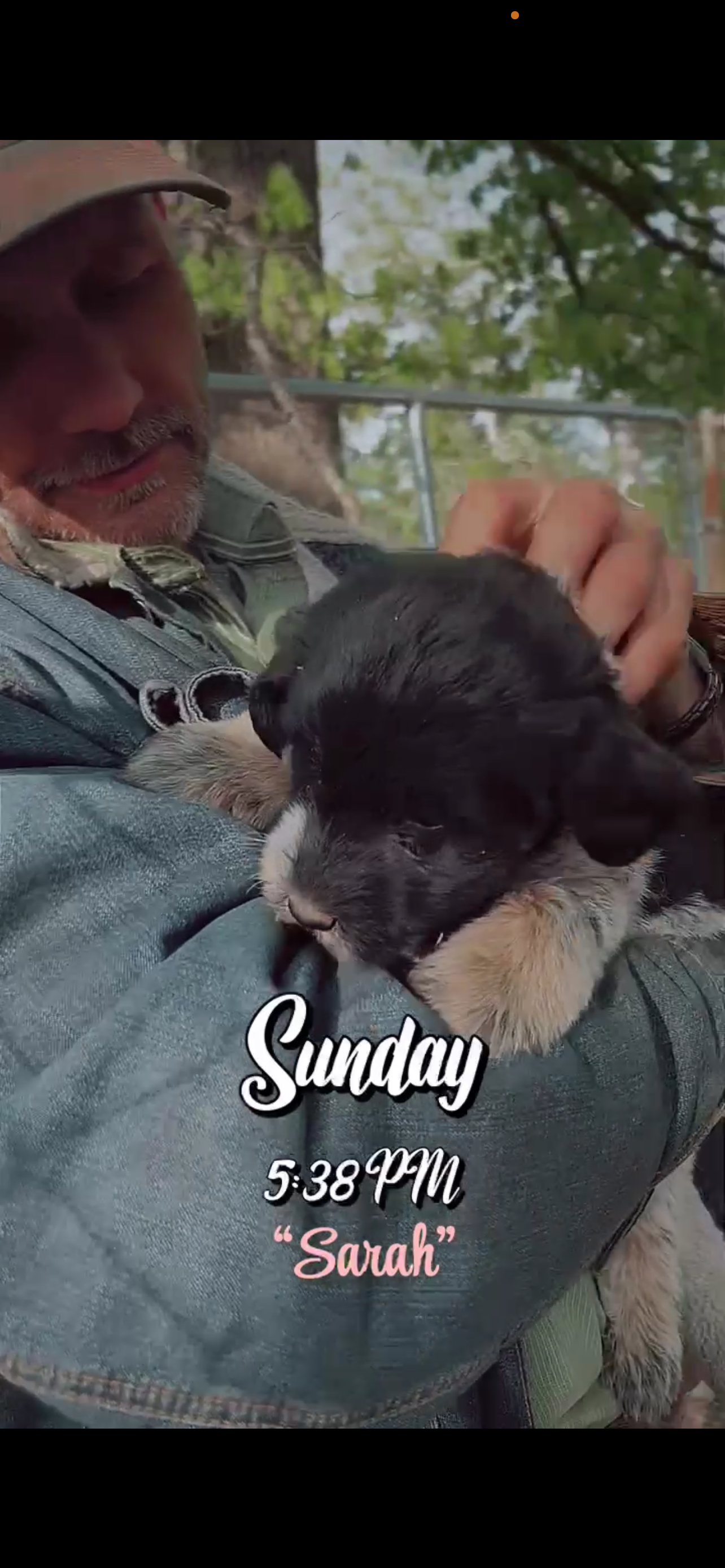 Sarah – Aussiedoodle, Miniature Aussiedoodle puppy for sale in Mount Airy, NC