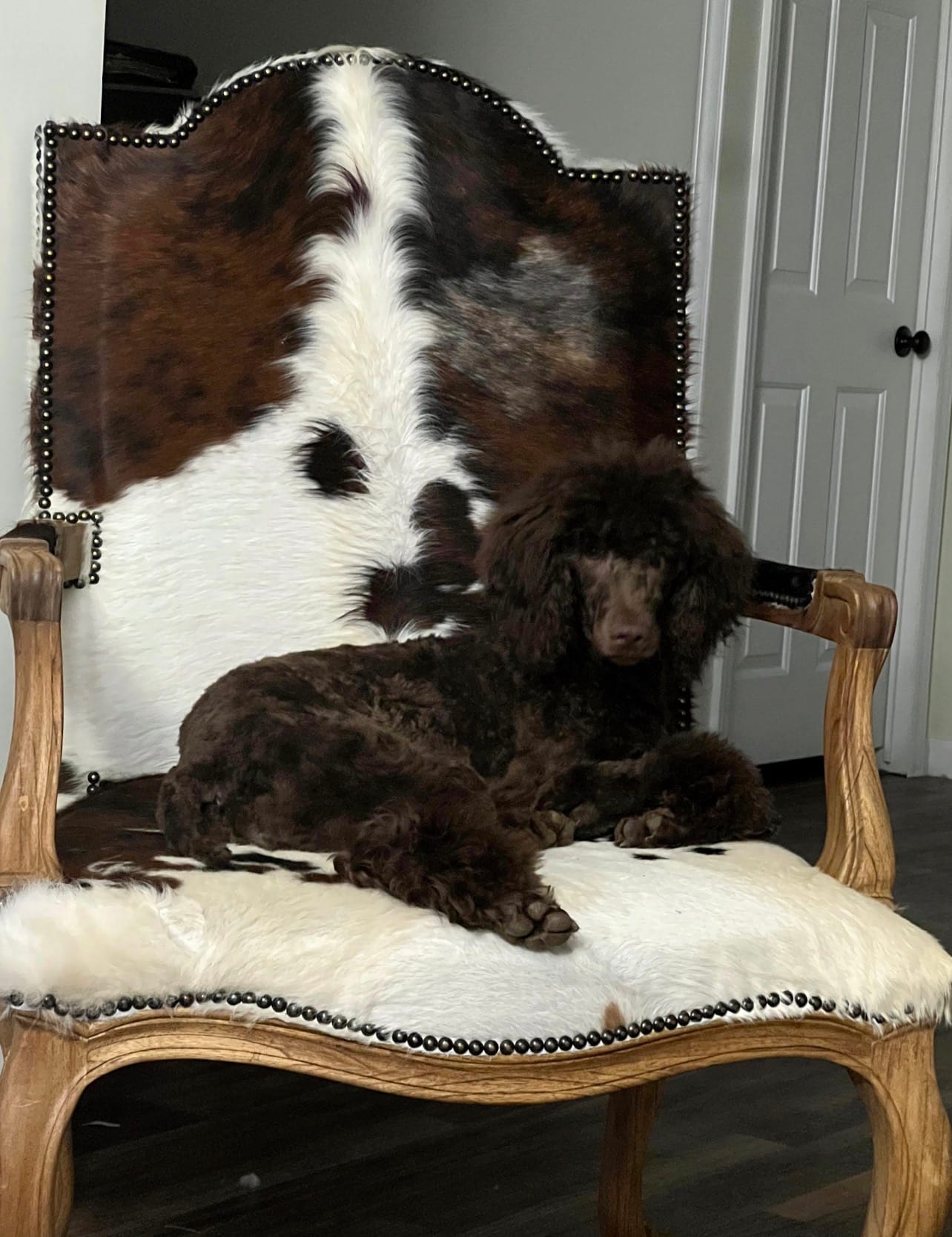 Jasmine – Poodle - Standard  puppy for sale in Mount Airy, NC