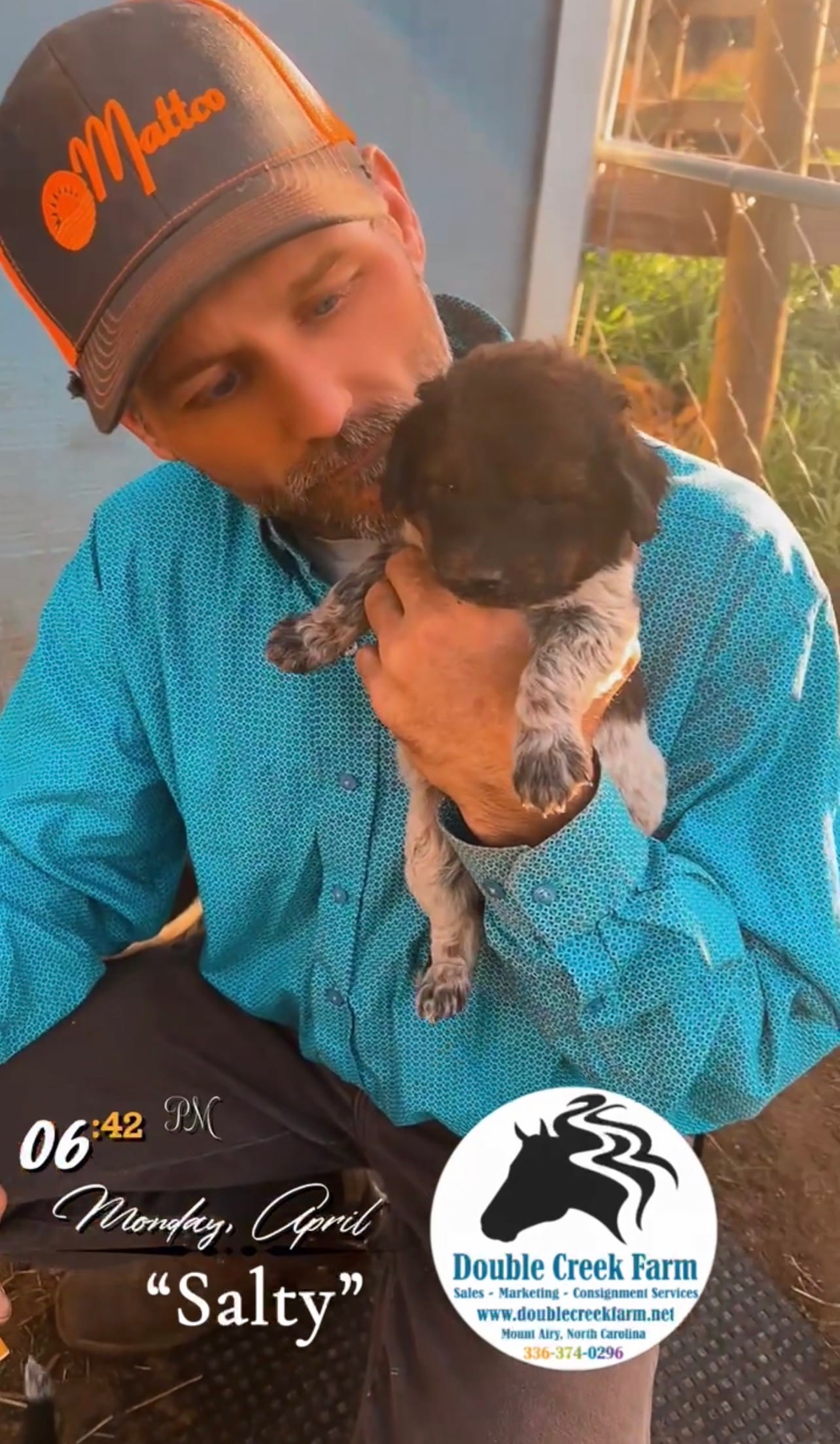 Salty – Aussiedoodle puppy for sale in Mount Airy, NC