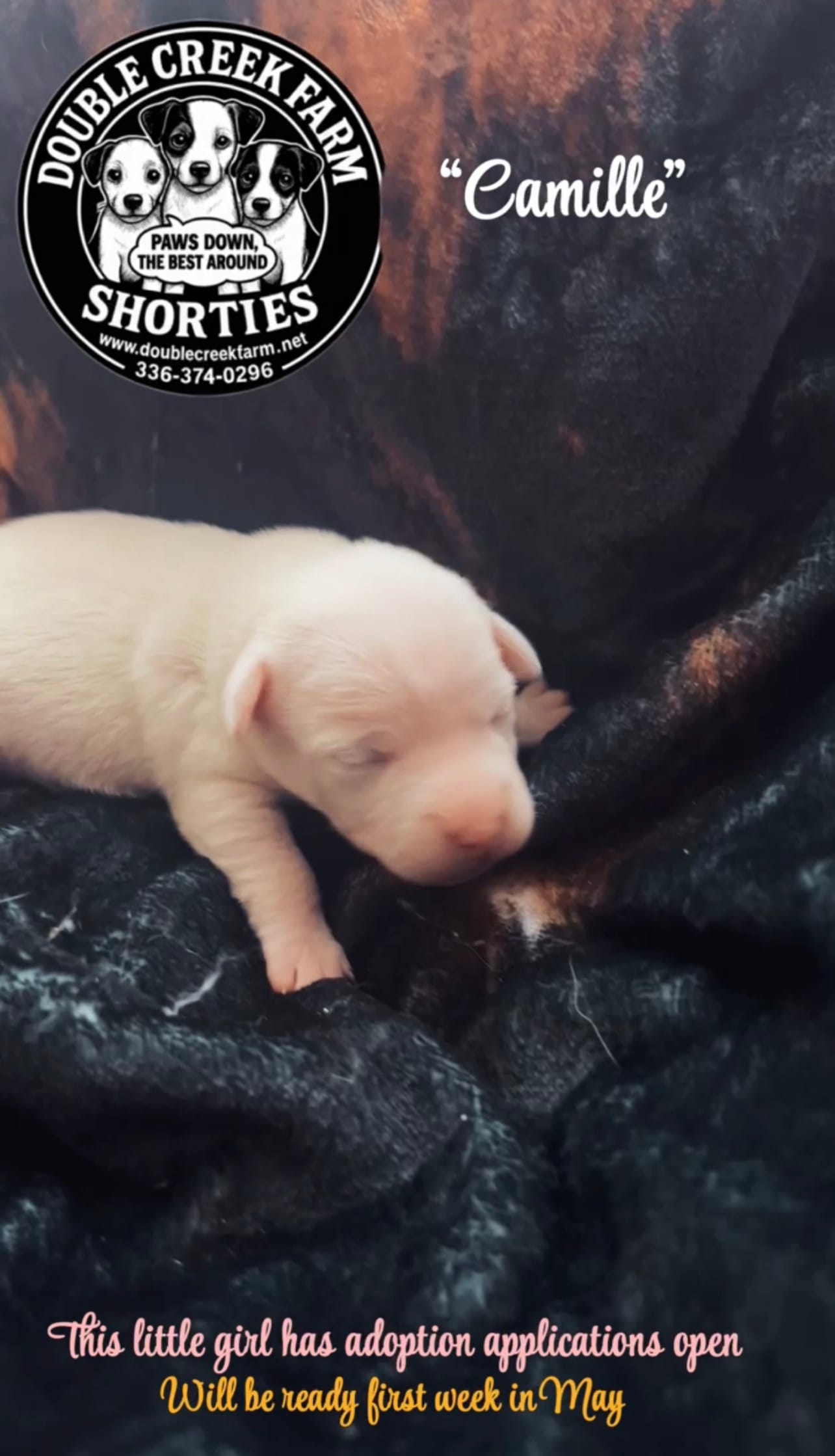 Camille – Jack Russell Terrier puppy for sale in Mount Airy, NC