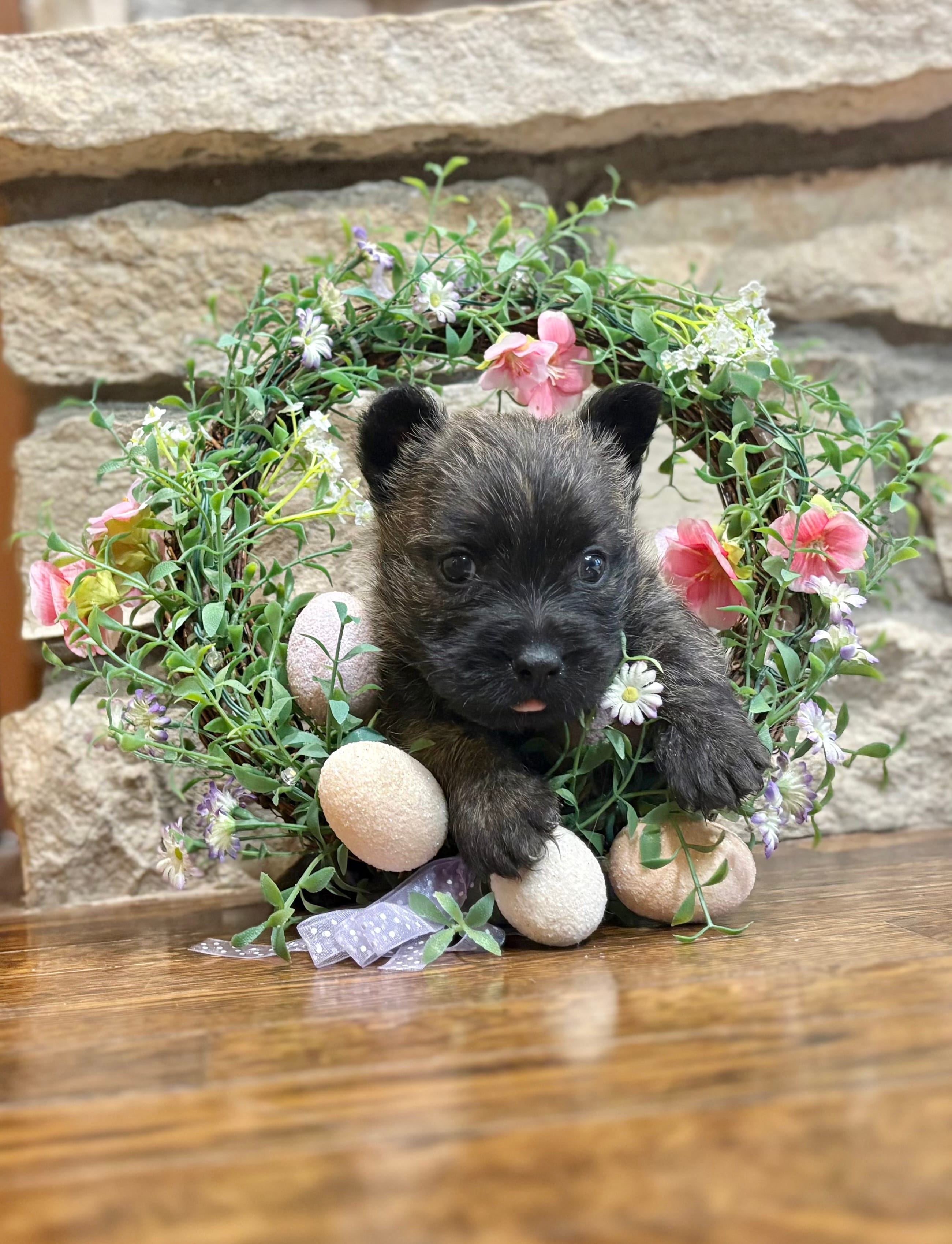 Kirwin – Cairn Terrier puppy for sale in Osborne, KS