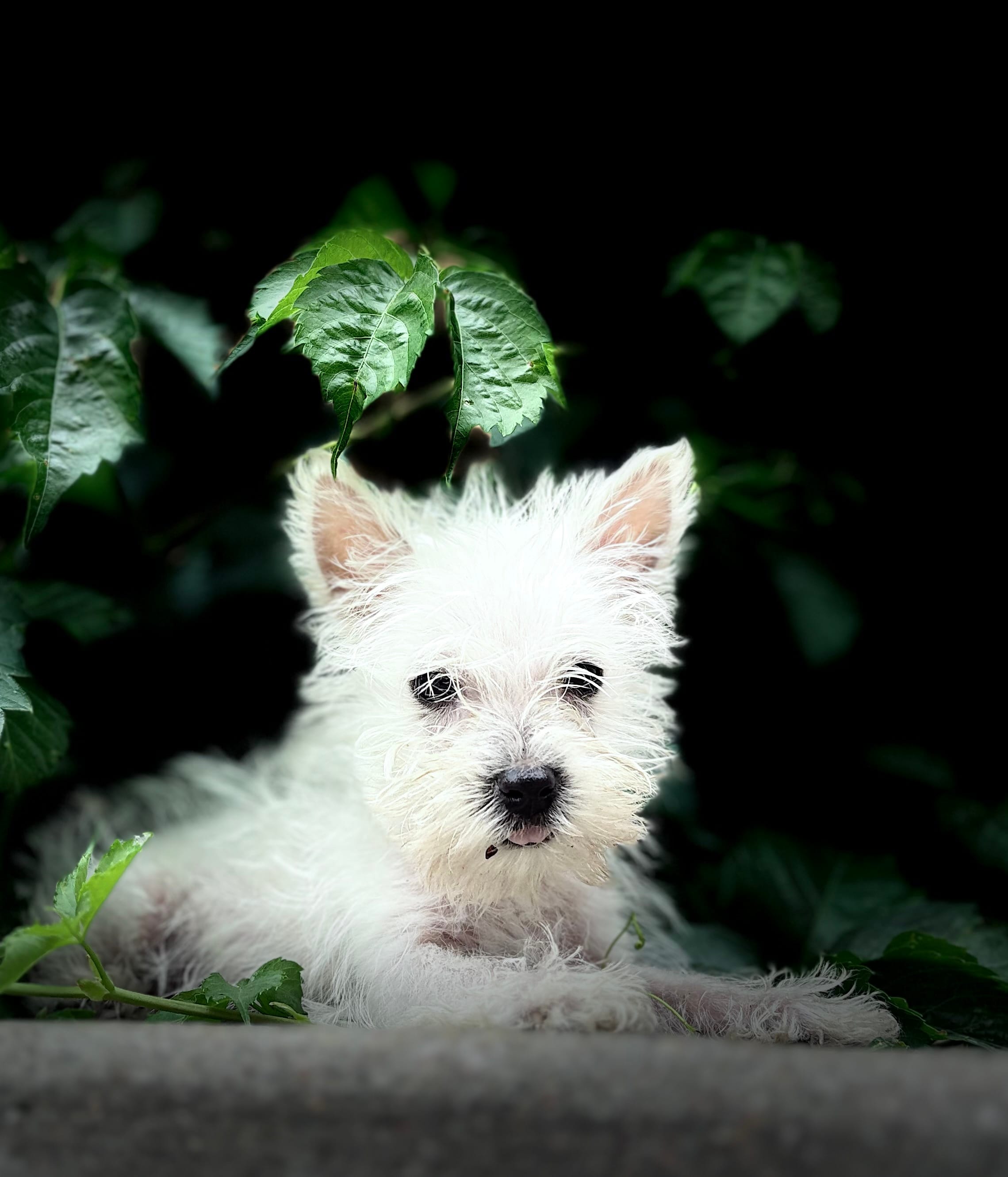 Sully  – West Highland White Terrier puppy for sale in Osborne, KS