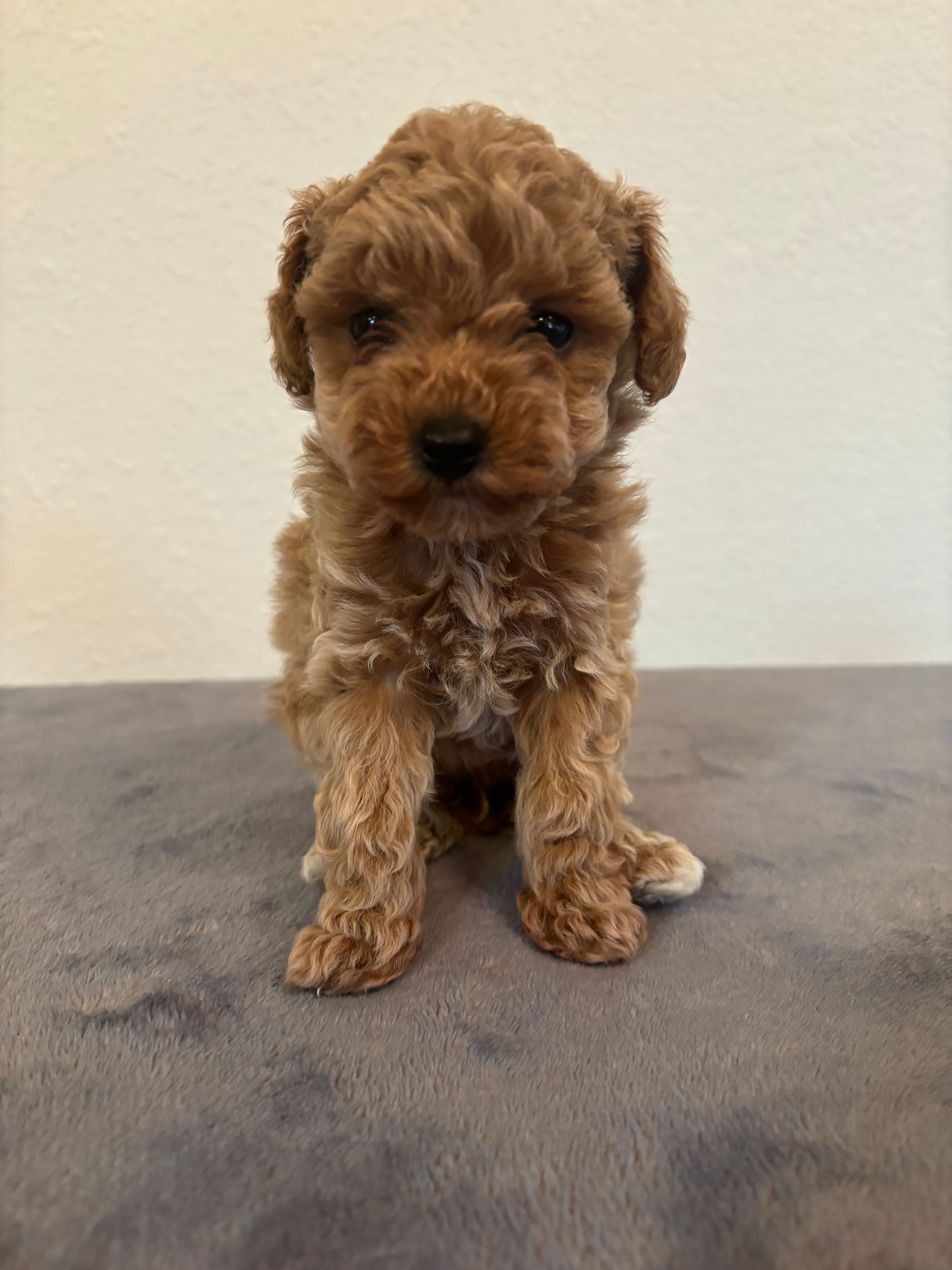 Remi  – Poodle - Toy  puppy for sale in Montgomery, IN