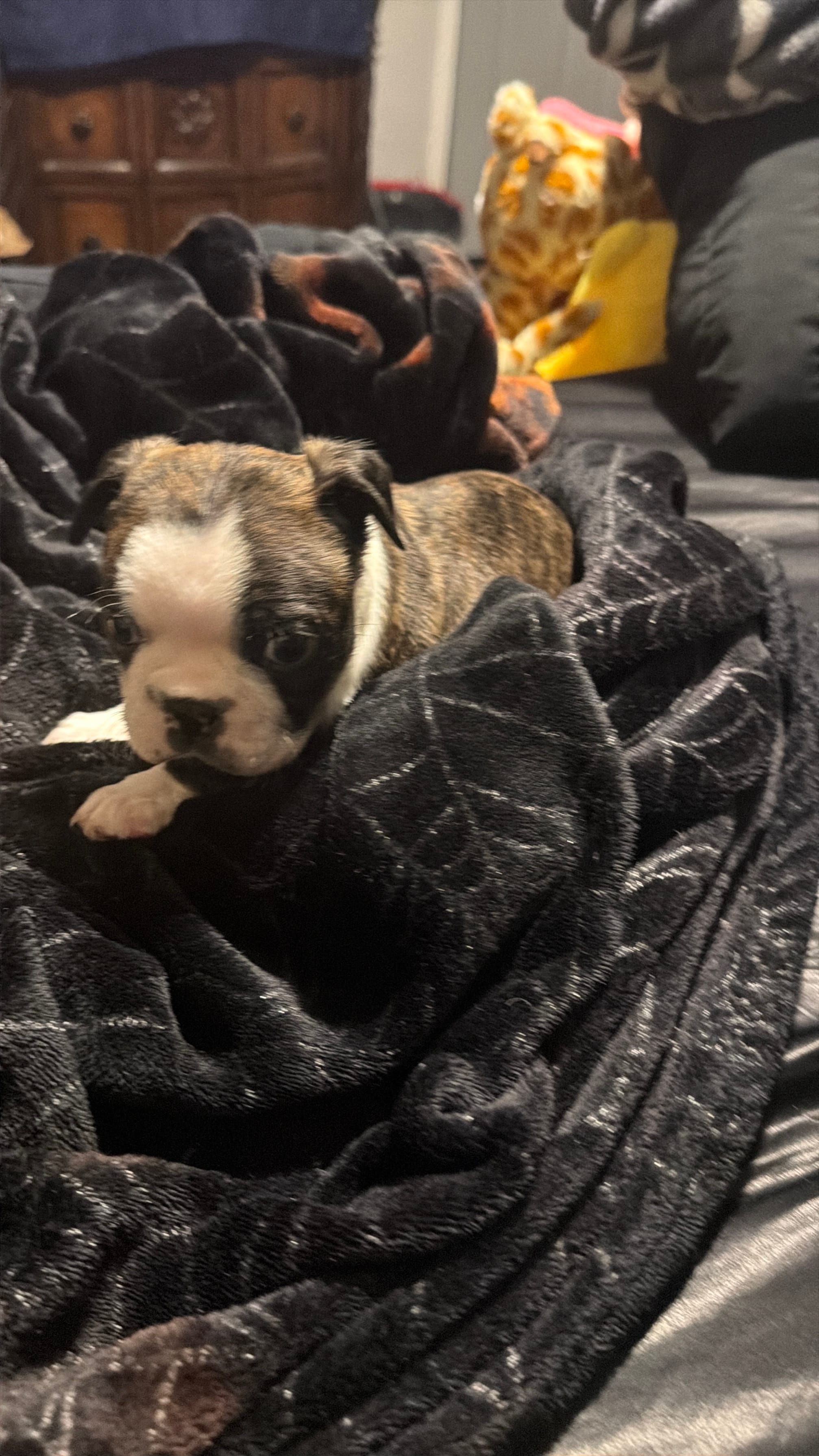 Logan – Boston Terrier puppy for sale in Sugar Land, TX