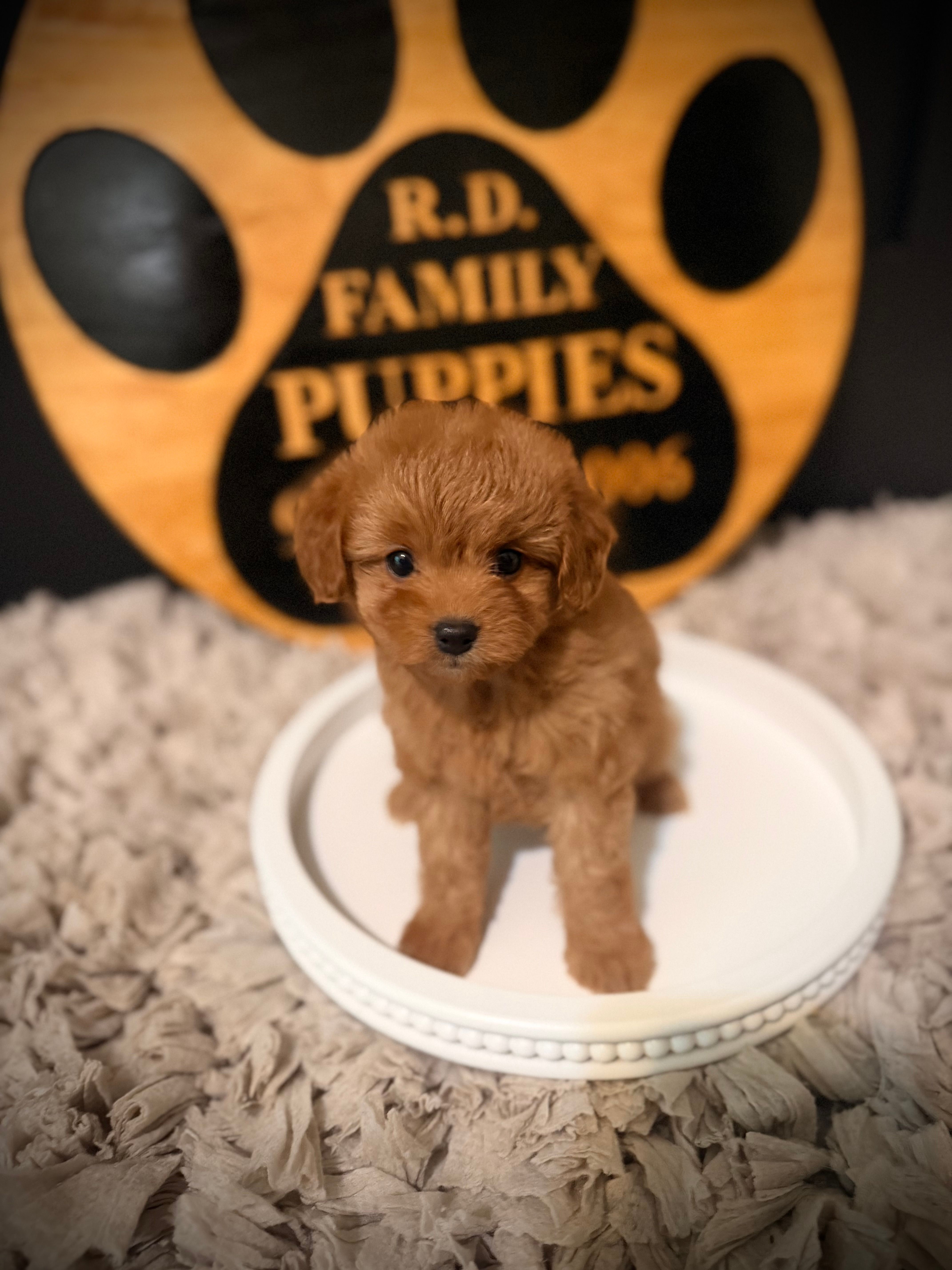 Pumpkin – Cavapoo puppy for sale in Crossville, TN