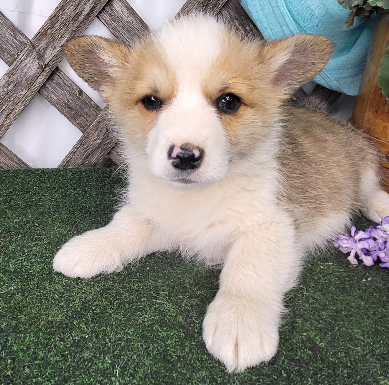 Little Pete  – Pembroke Welsh Corgi puppy for sale in Mountain Grove, MO