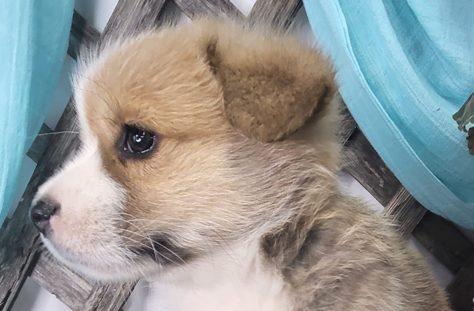 Boris – Pembroke Welsh Corgi puppy for sale in Mountain Grove, MO