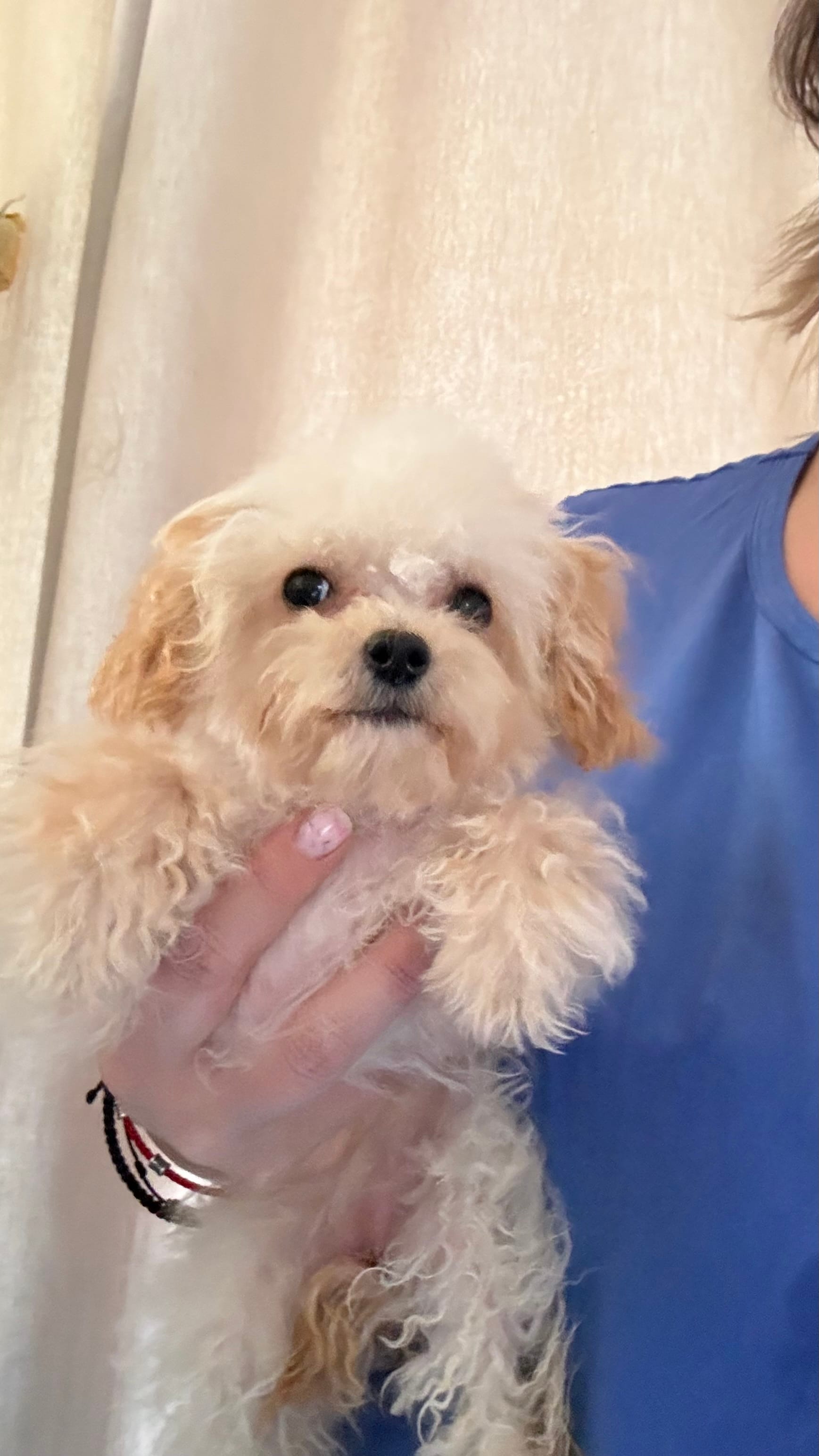 Varya  – Maltipoo puppy for sale in San Diego, CA