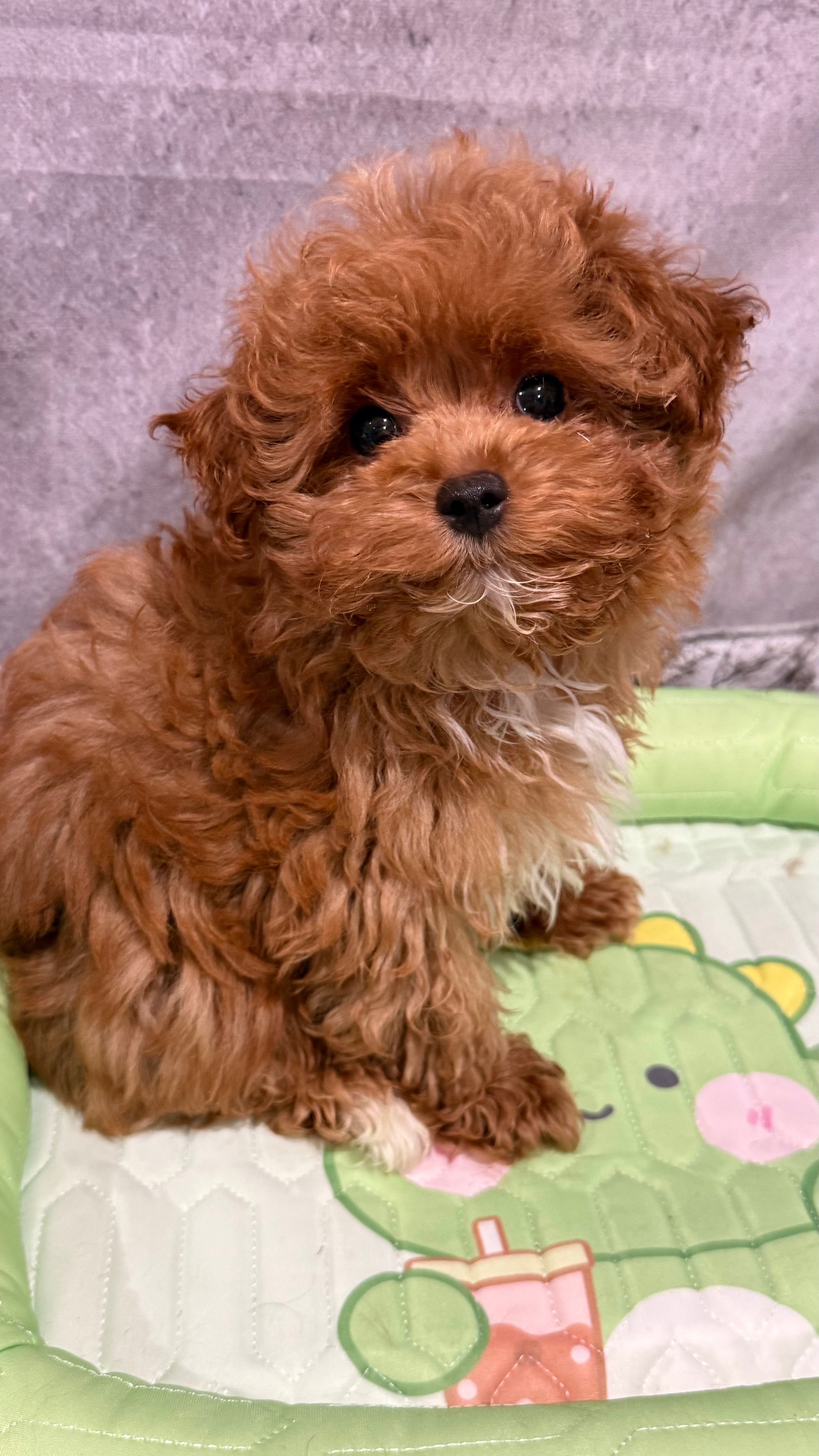 Luis  – Maltipoo puppy for sale in San Diego, CA