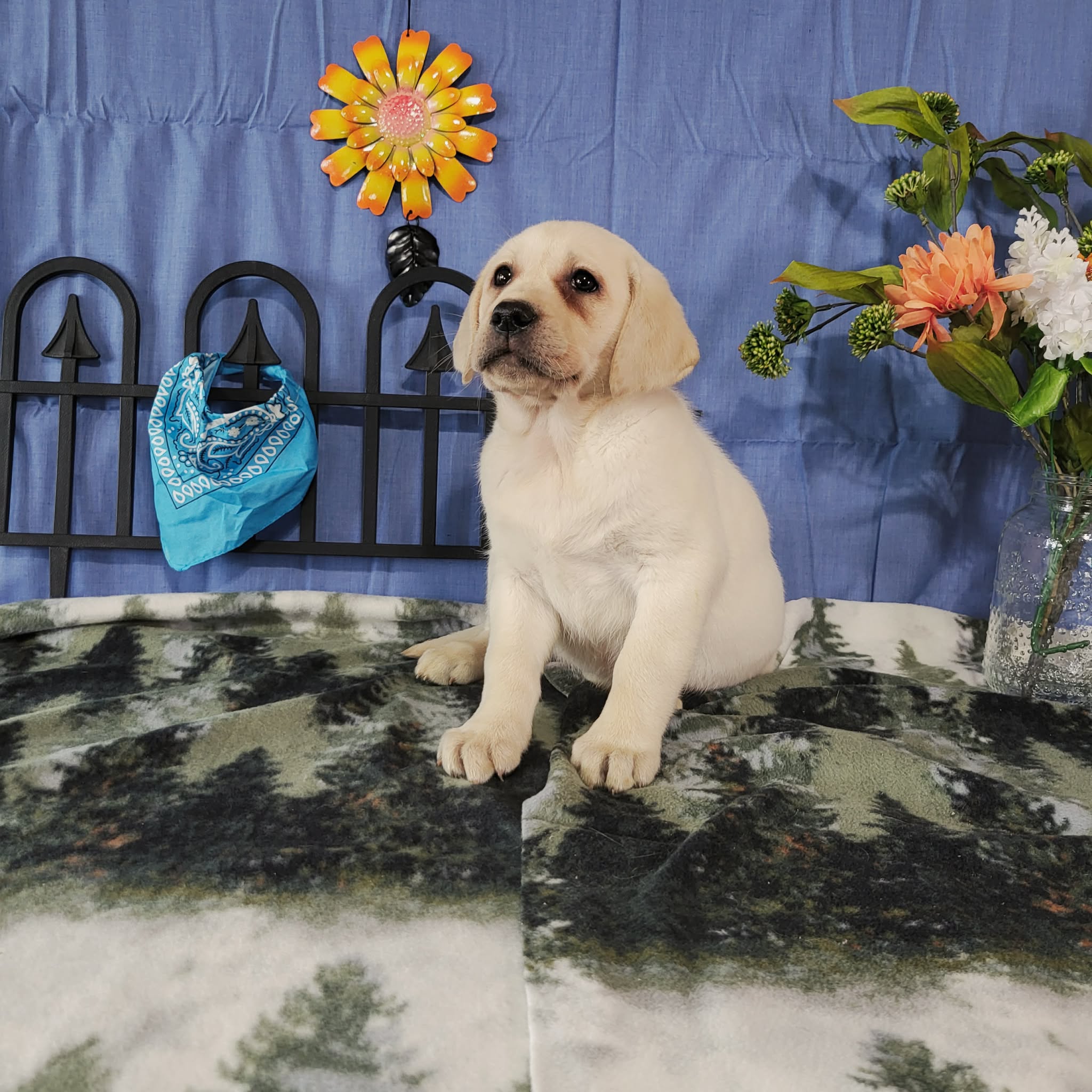 Blossom  – Labrador Retriever puppy for sale in Hillsboro, WI