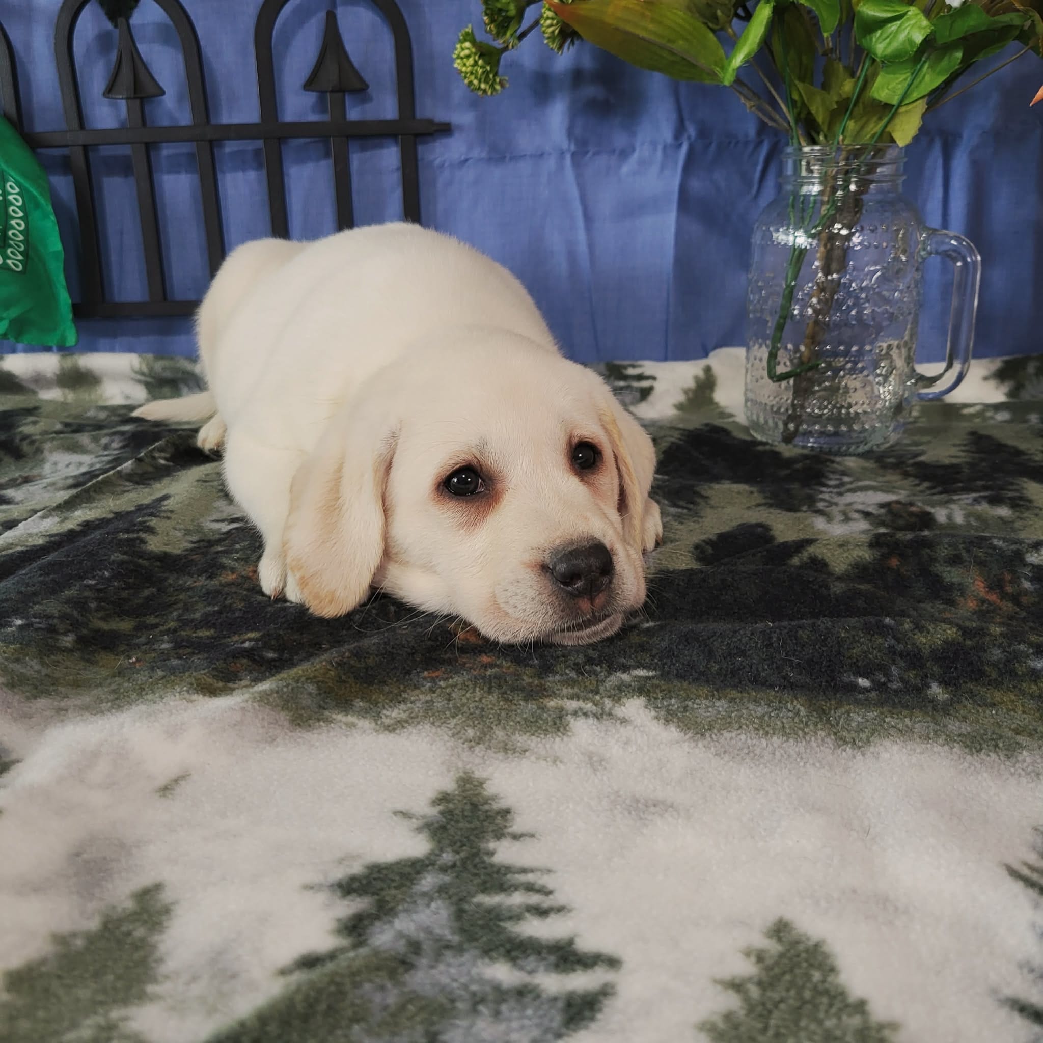 Lotus – Labrador Retriever puppy for sale in Hillsboro, WI