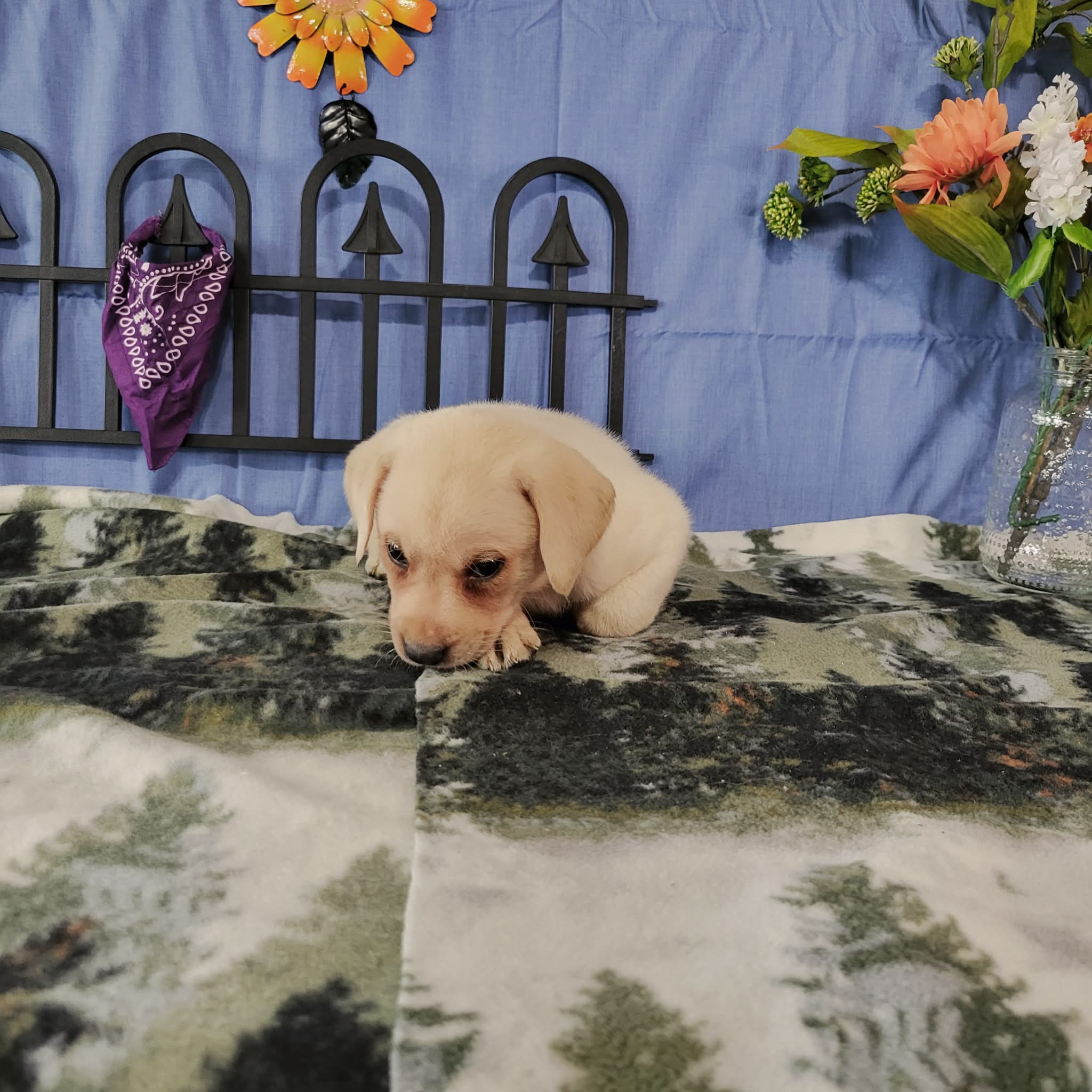 Aster – Labrador Retriever puppy for sale in Hillsboro, WI