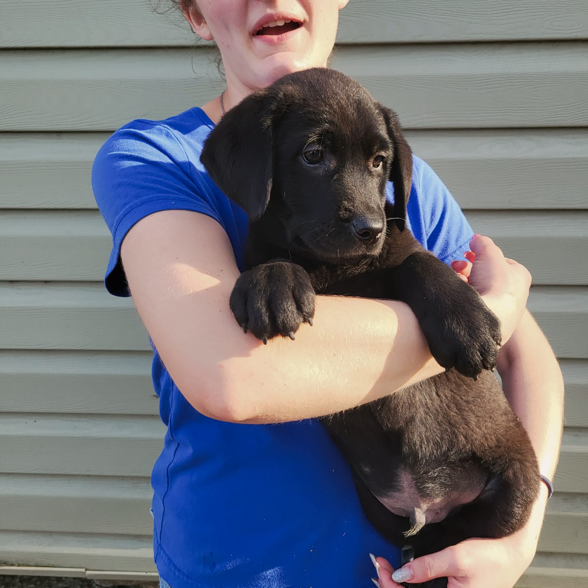 Wyatt – Labrador Retriever puppy for sale in Hillsboro, WI