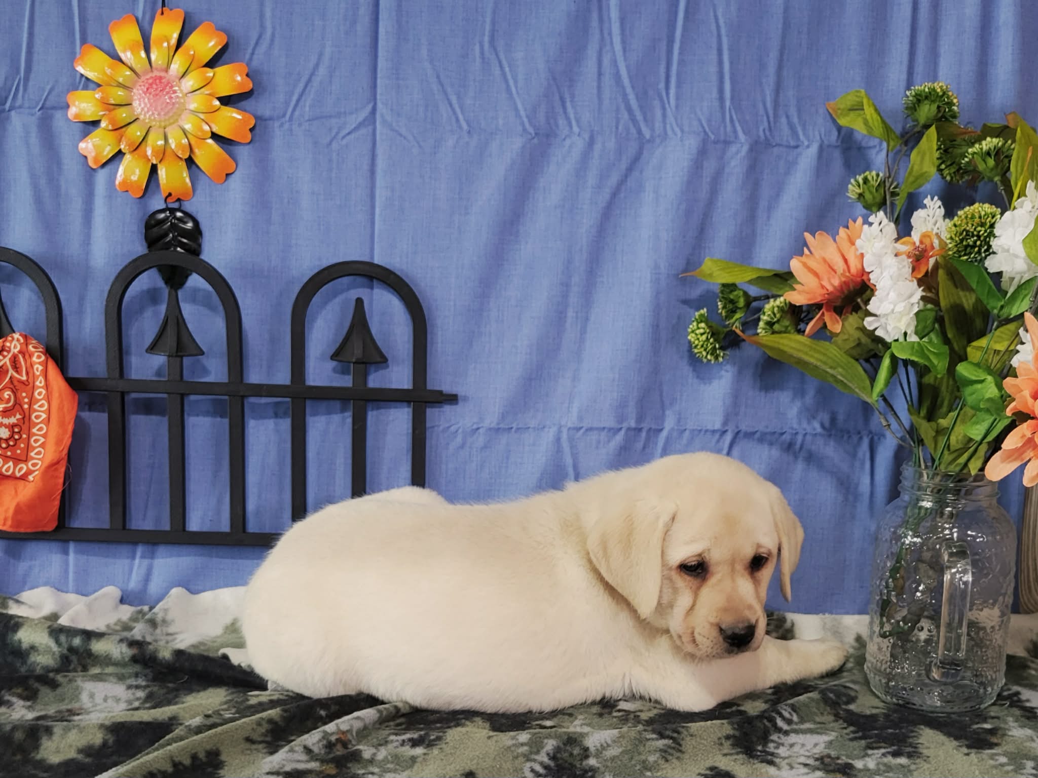 Azalea – Labrador Retriever puppy for sale in Hillsboro, WI
