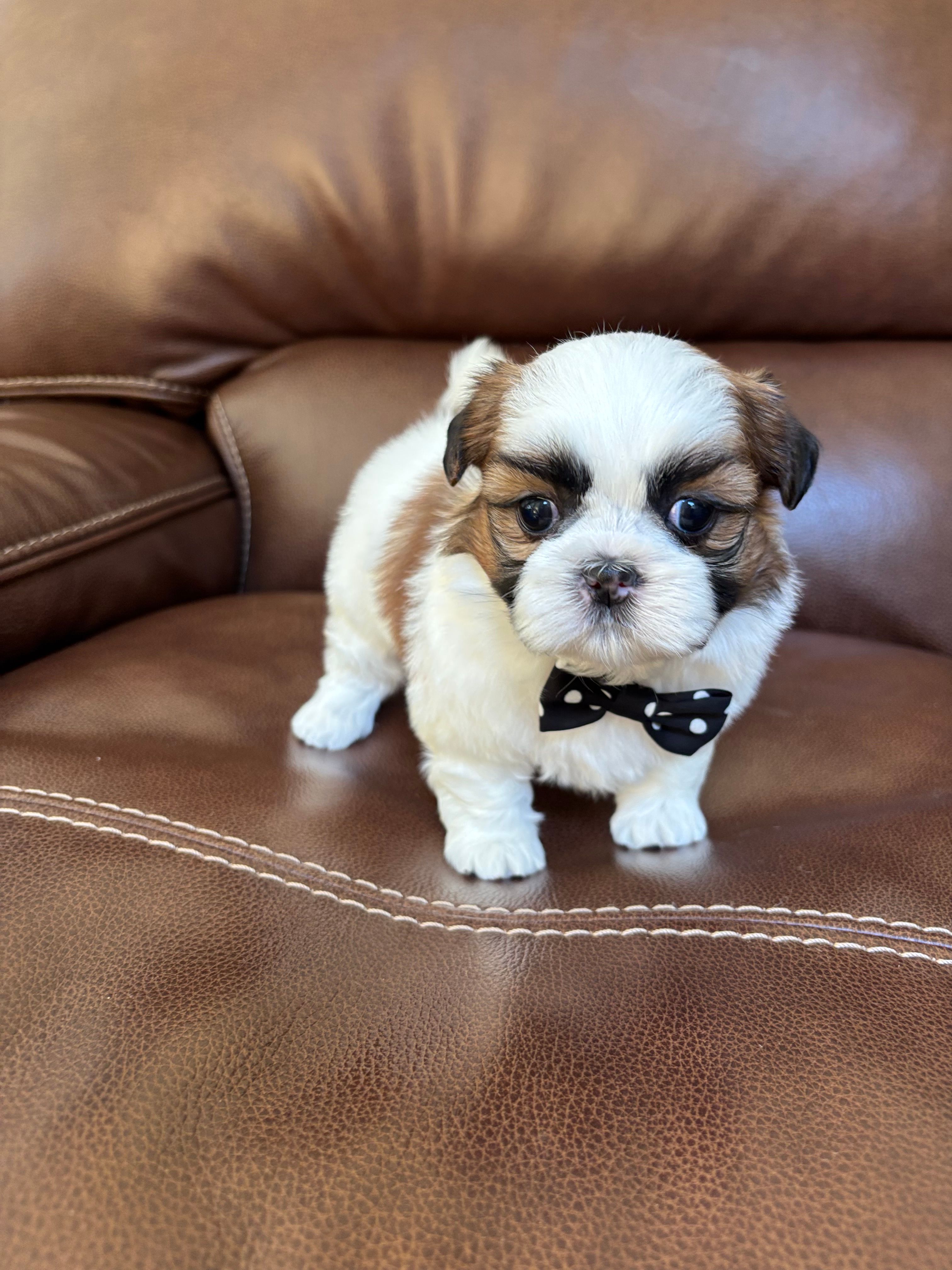 AKC CHARLIE BROWN – Shih Tzu puppy for sale in Cumming, GA