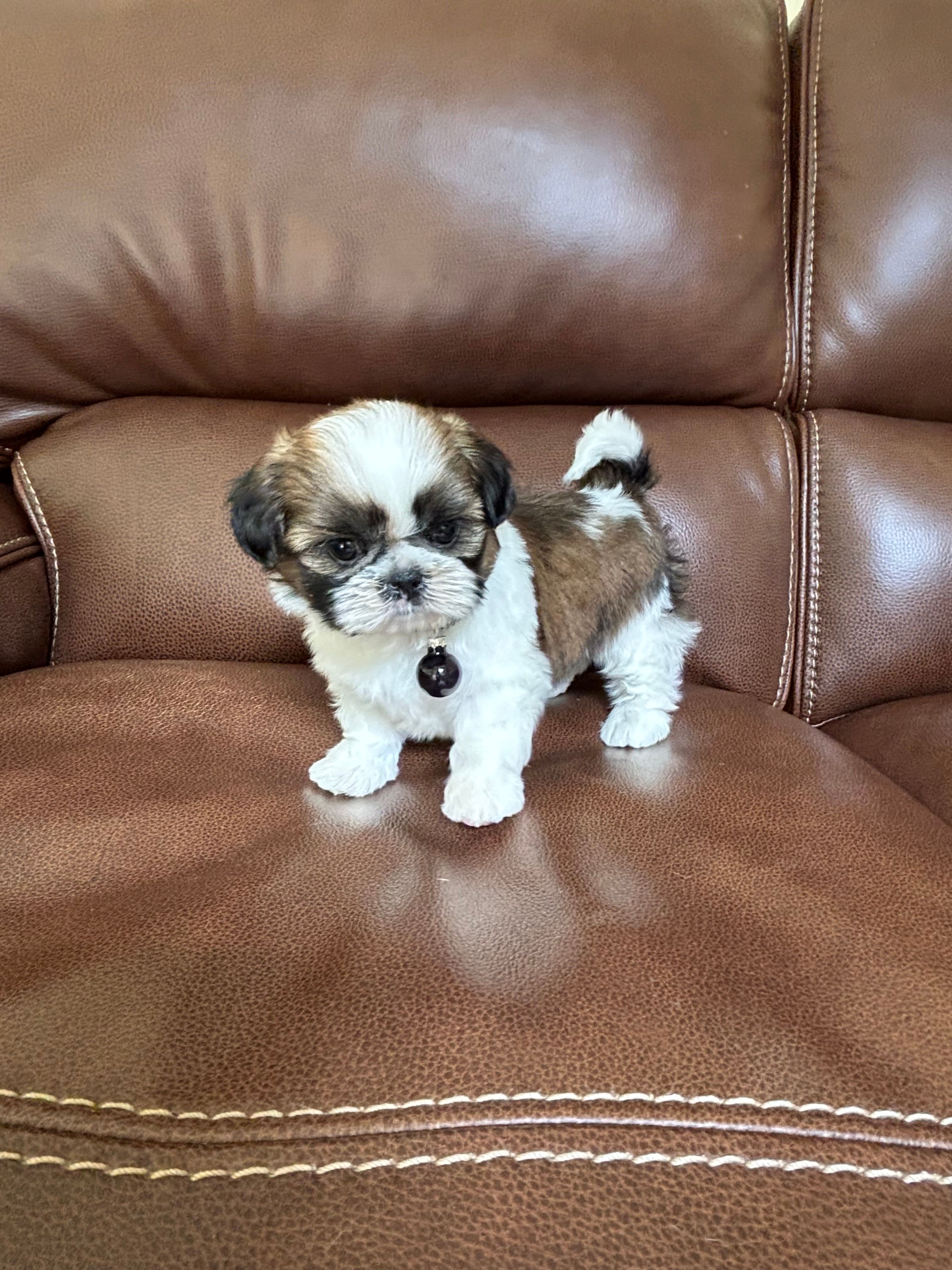 Charlie Brown – Shih Tzu puppy for sale in Cumming, GA