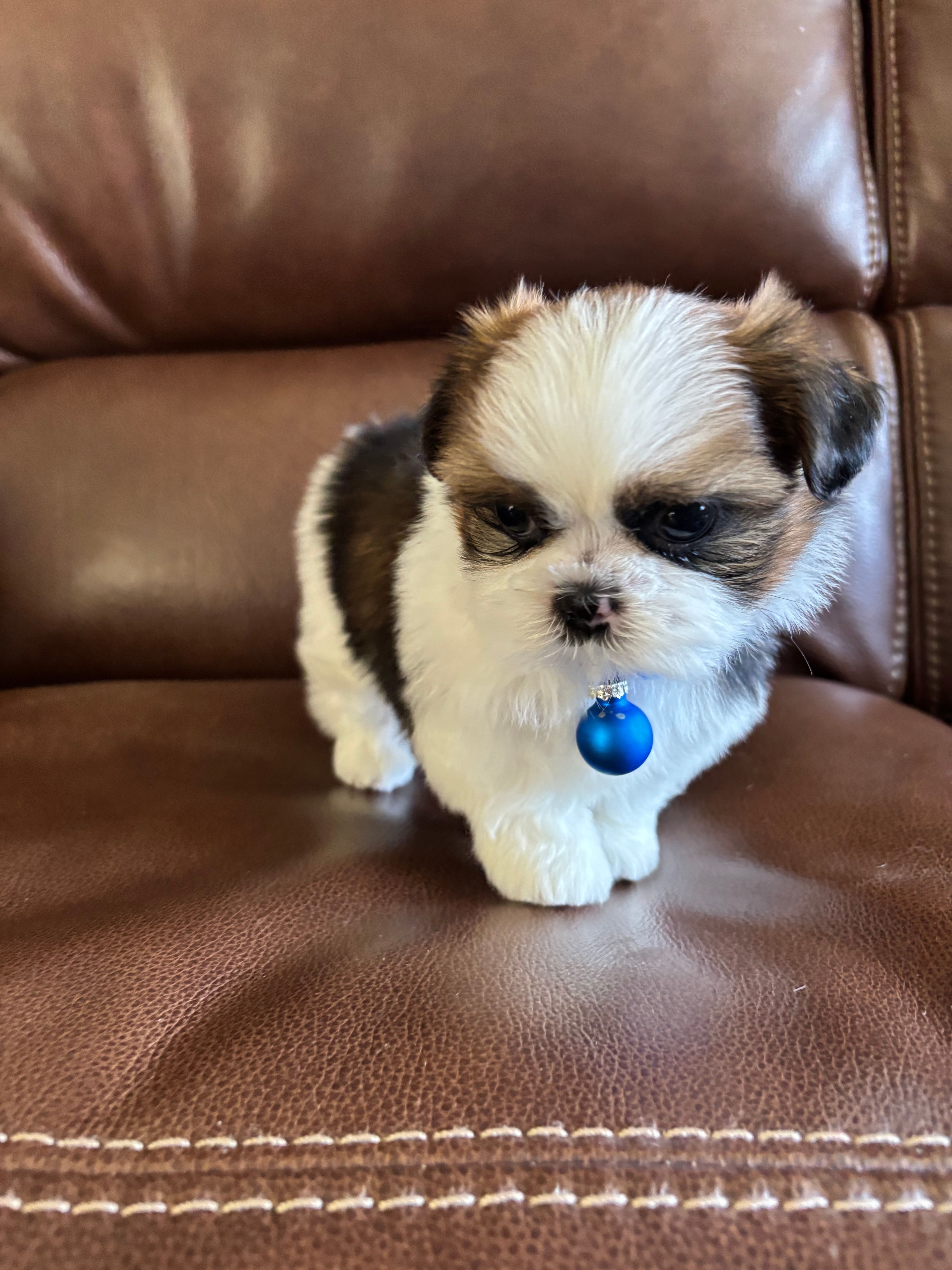 AKC Teddy – Shih Tzu puppy for sale in Cumming, GA