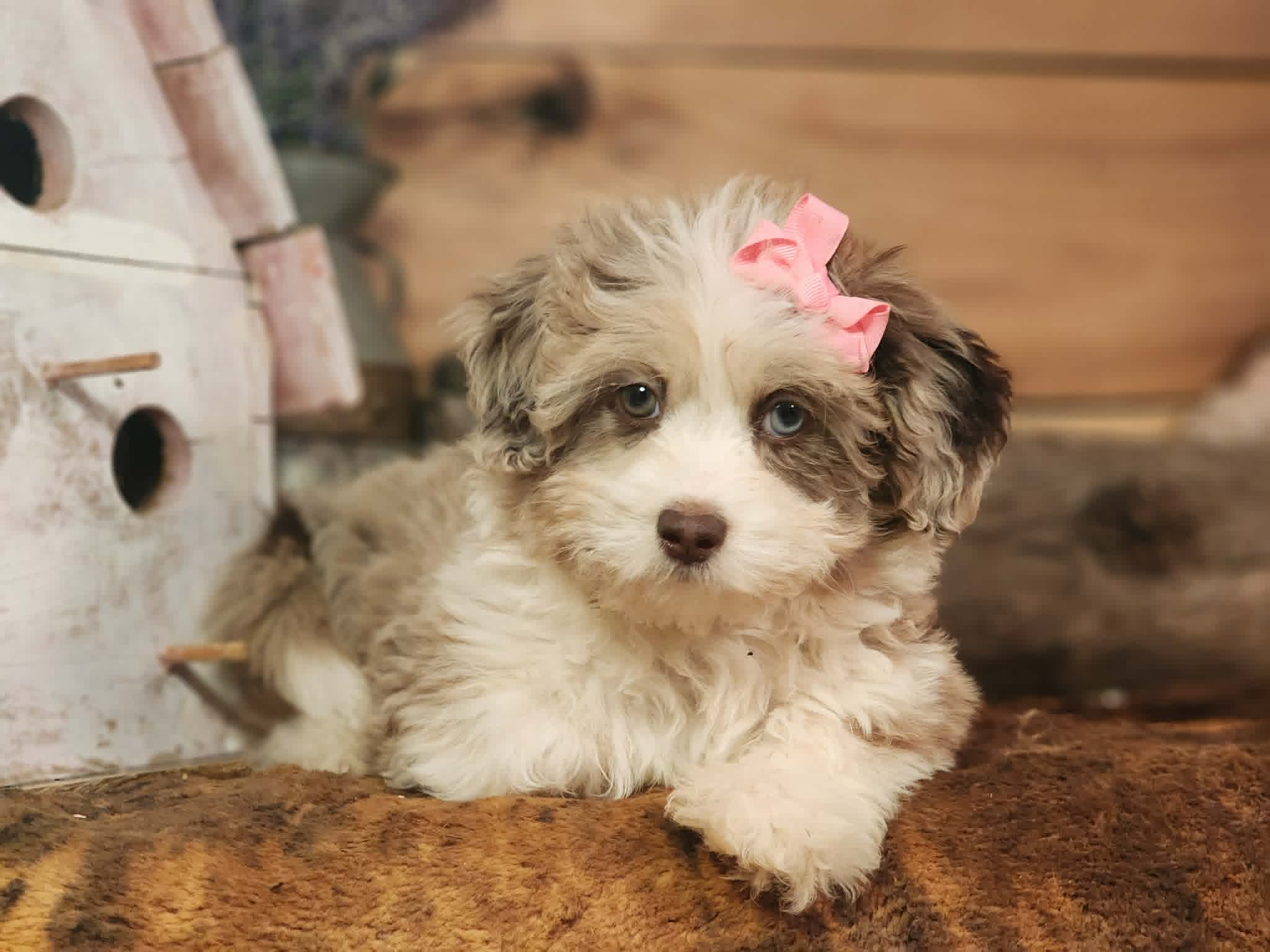 Dixie – Miniature Aussiedoodle puppy for sale in Silver Lake, IN
