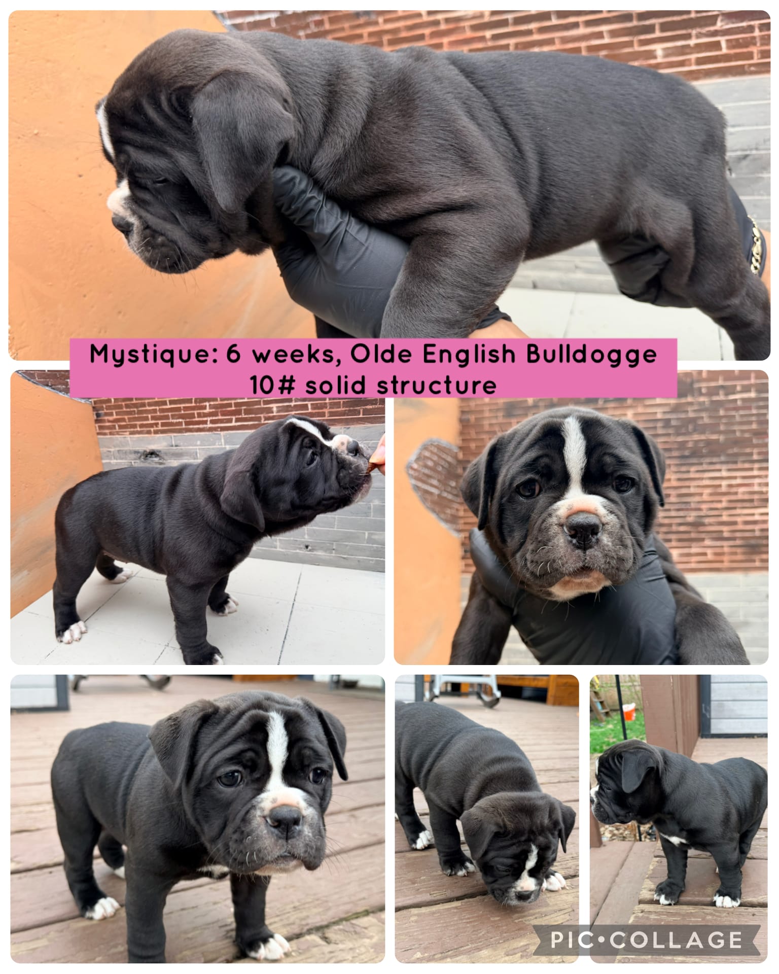 Mystique – Olde English Bulldogge puppy for sale in Minneapolis, MN