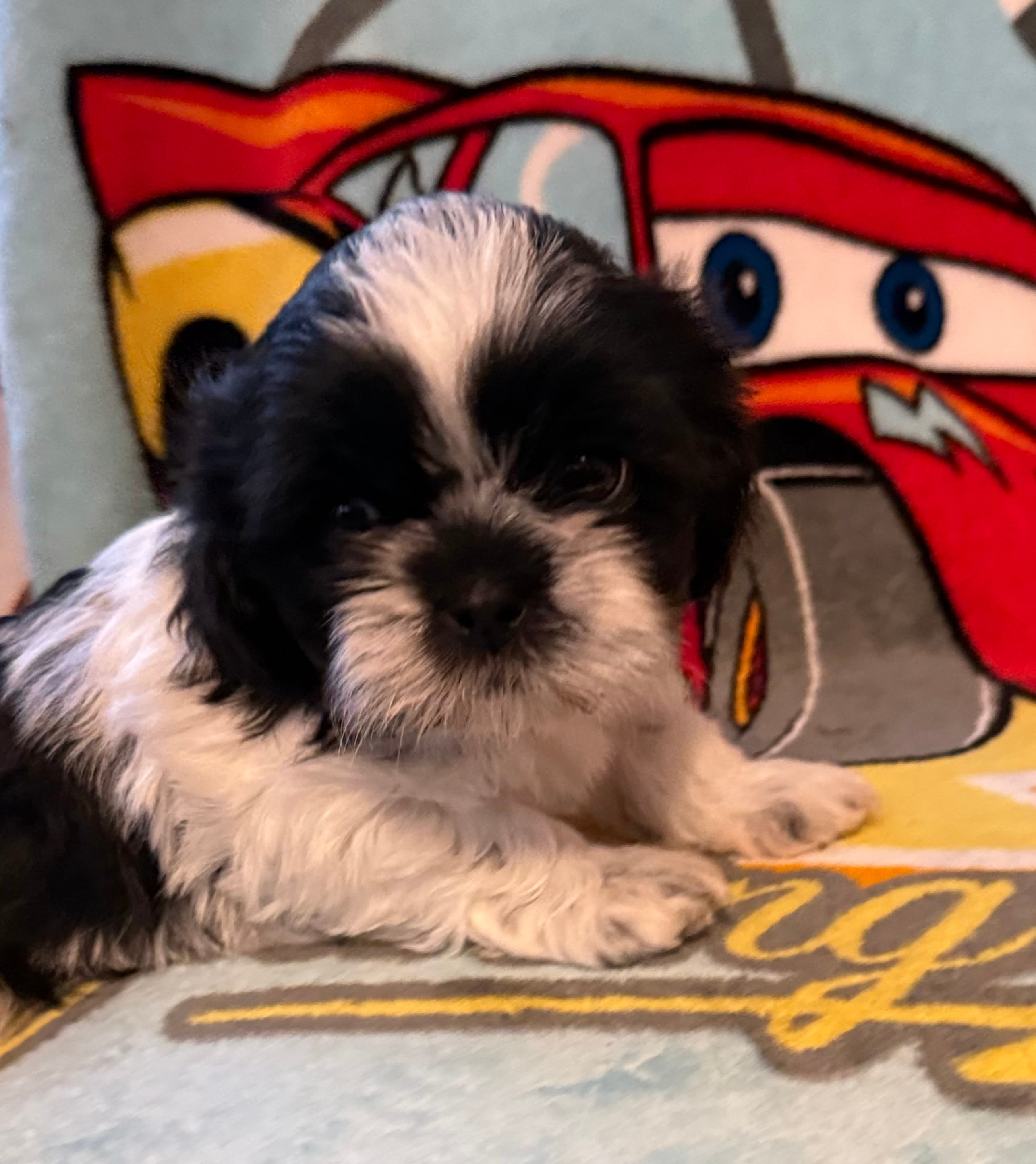 Buddy – Shih Tzu puppy for sale in Joplin, MO