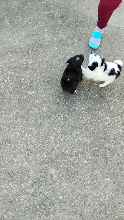 Lucy, a female Chihuahua for sale in Oak Hill, FL – 2 of 3