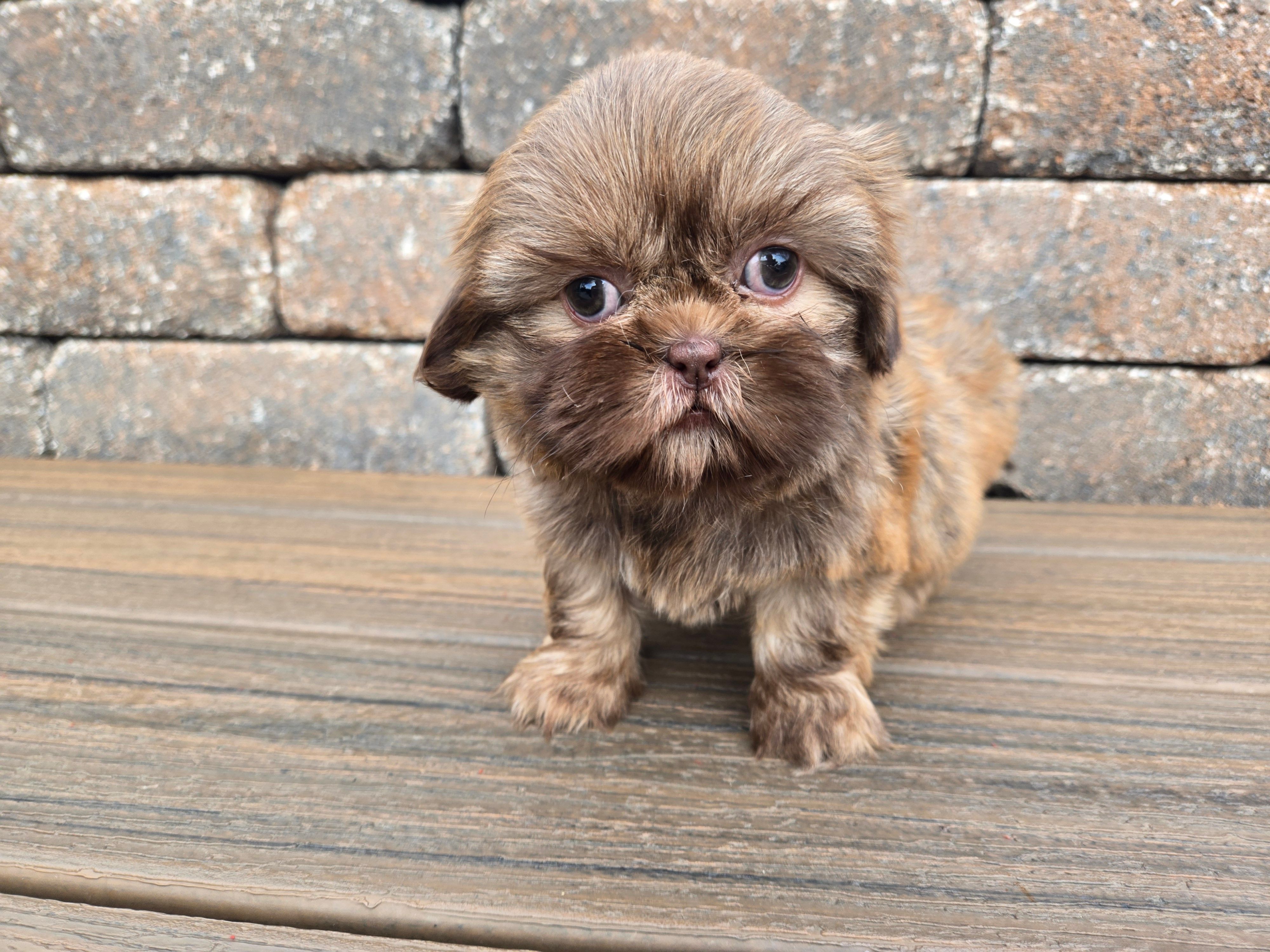 Kayla – Shih Tzu puppy for sale in Carlyle, IL
