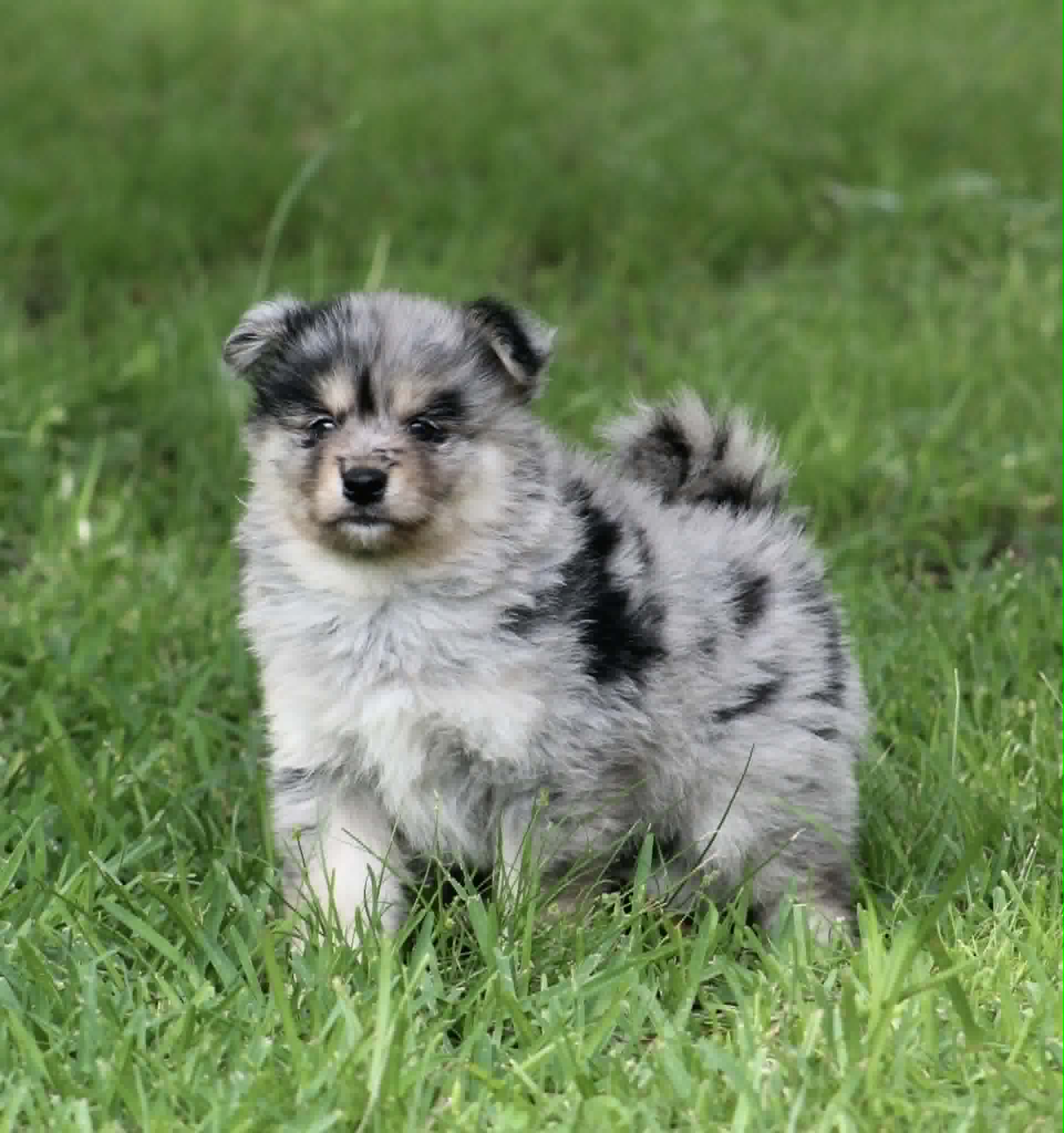 Aster – Pomsky puppy for sale in Wolfe City, TX