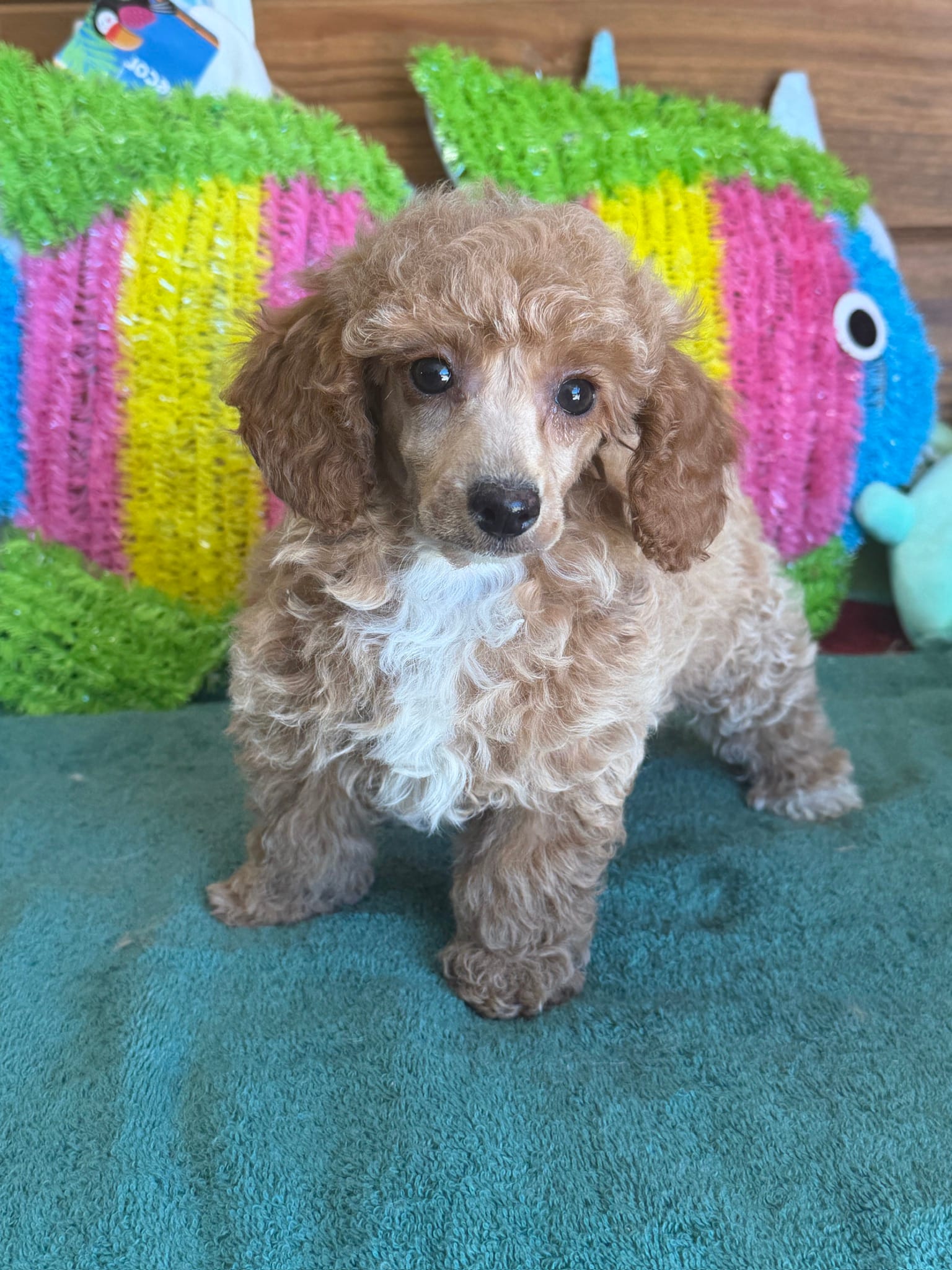 Ruby – Poodle - Toy  puppy for sale in Gaffney, SC
