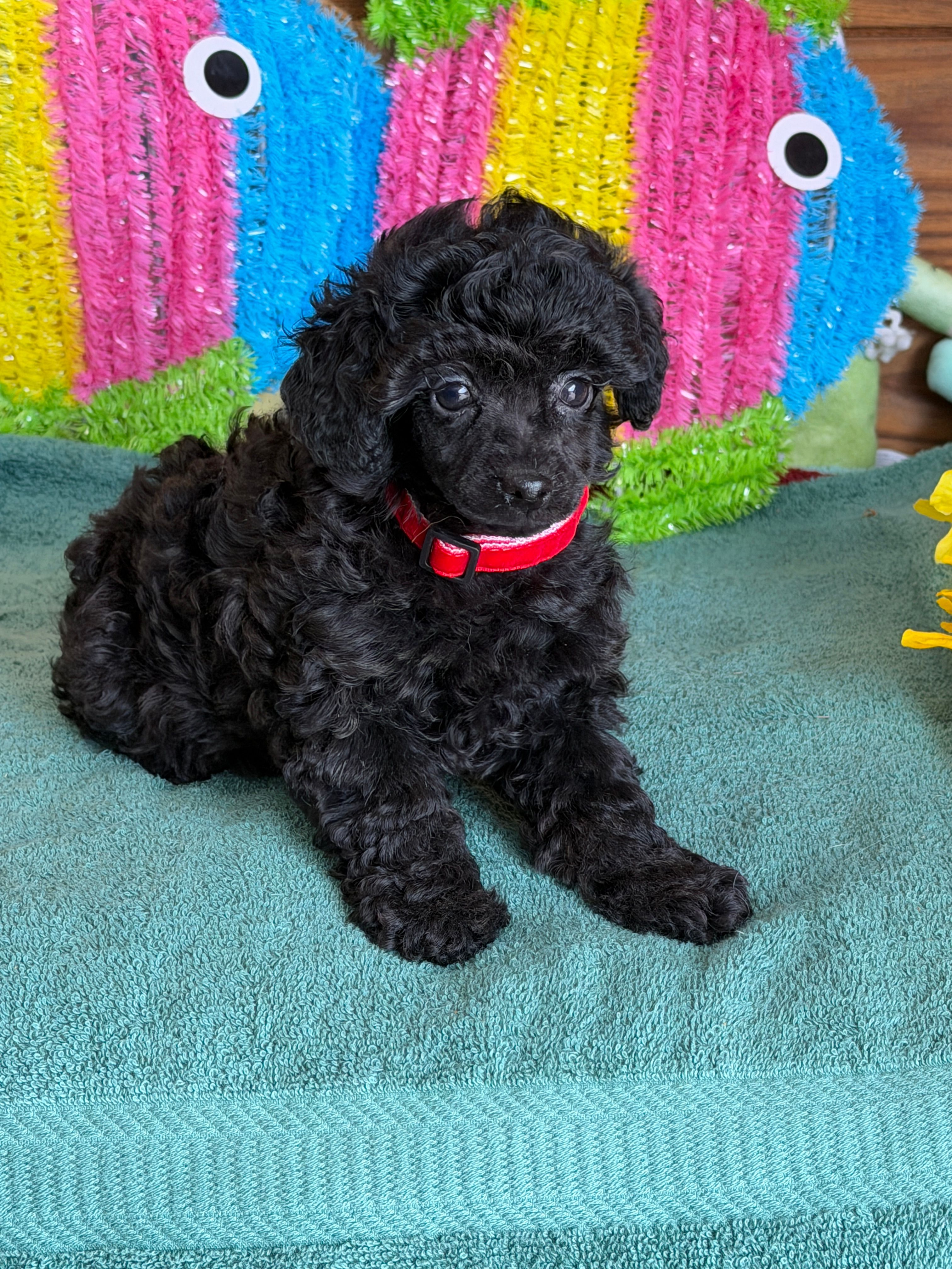 Lilly – Poodle - Toy  puppy for sale in Gaffney, SC