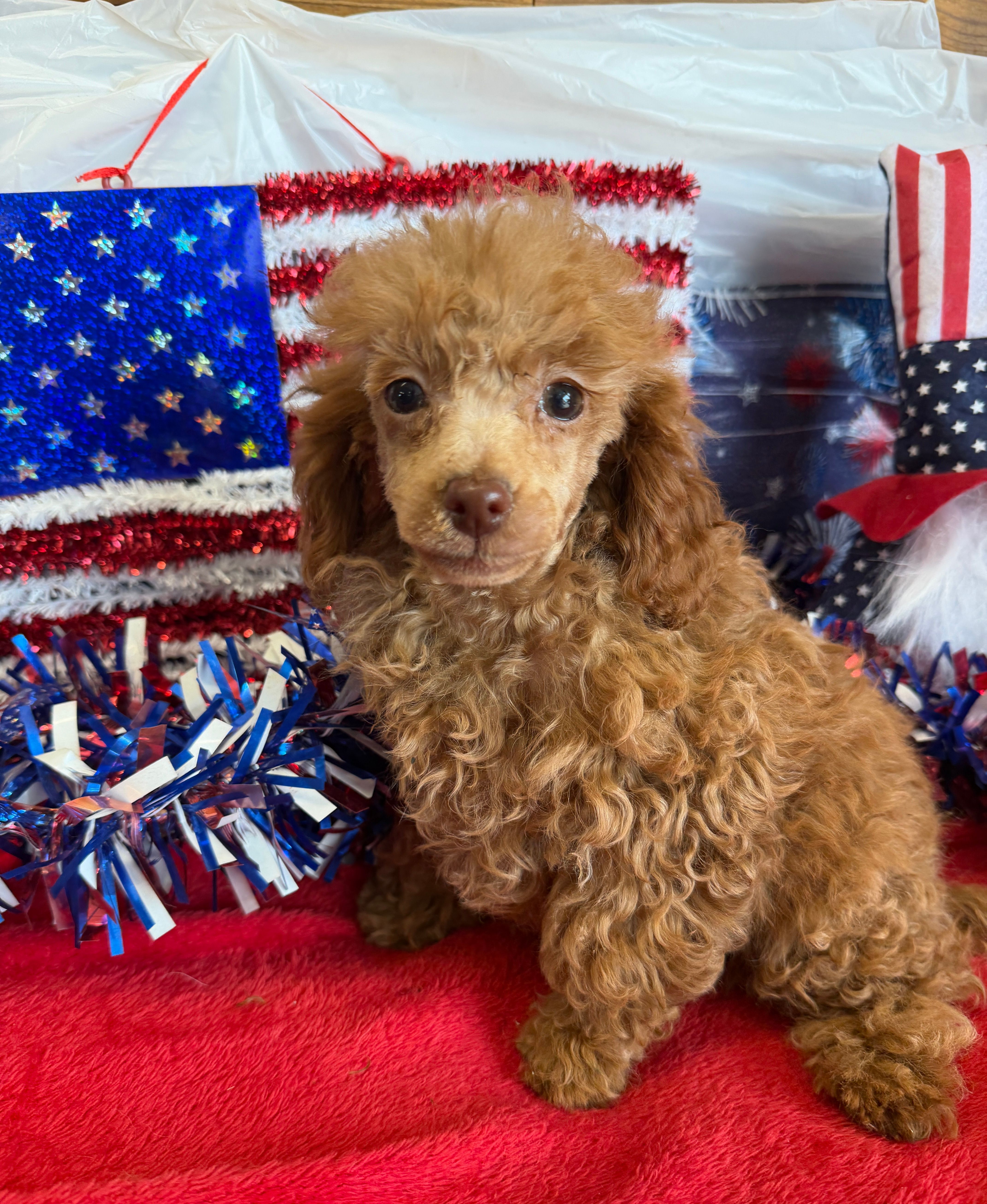 Candy – Poodle - Toy  puppy for sale in Gaffney, SC