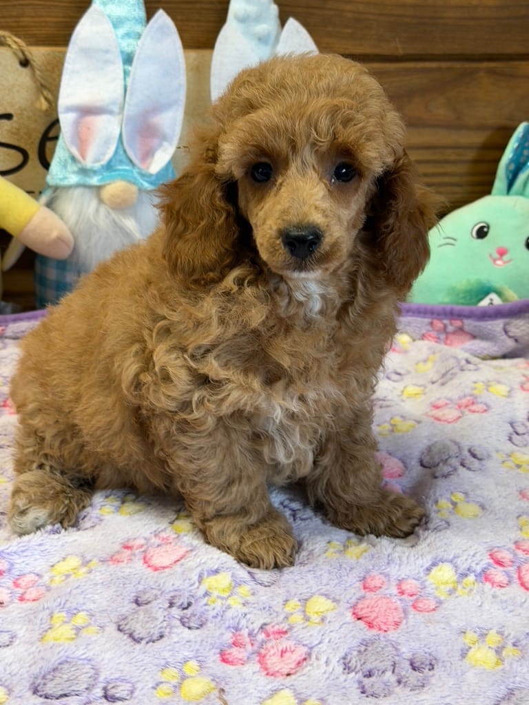 Finn – Poodle - Toy  puppy for sale in Gaffney, SC
