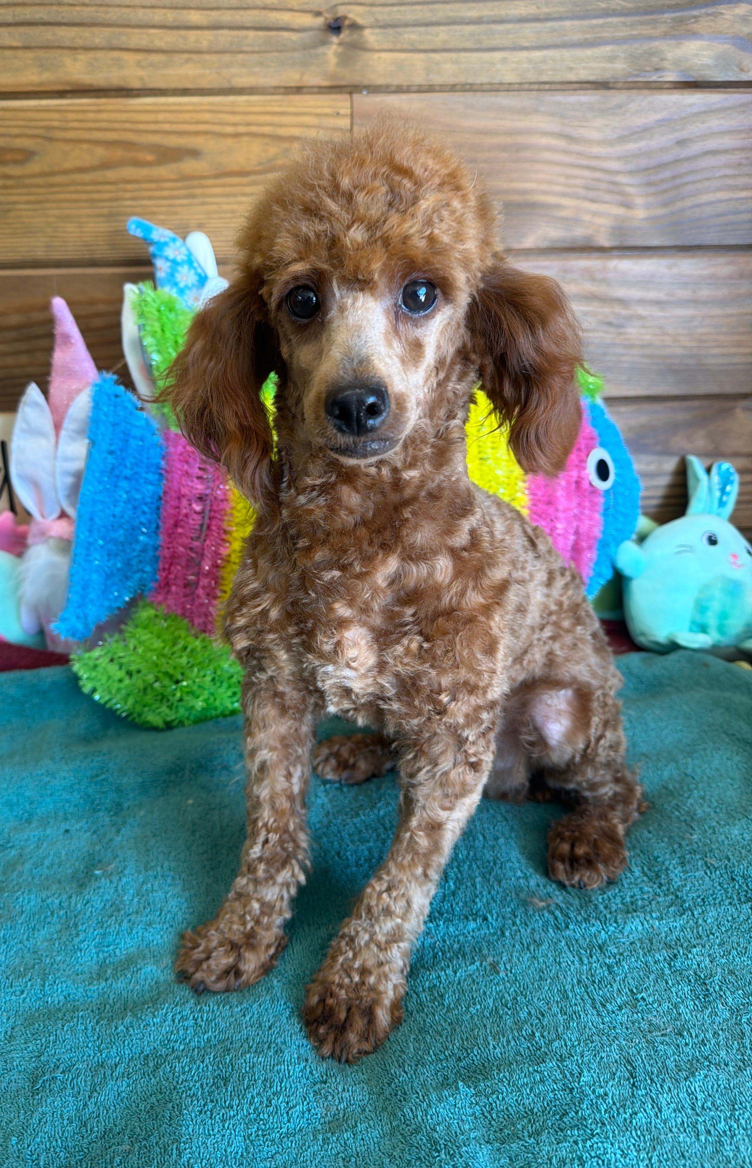 Adam – Poodle - Toy  puppy for sale in Gaffney, SC