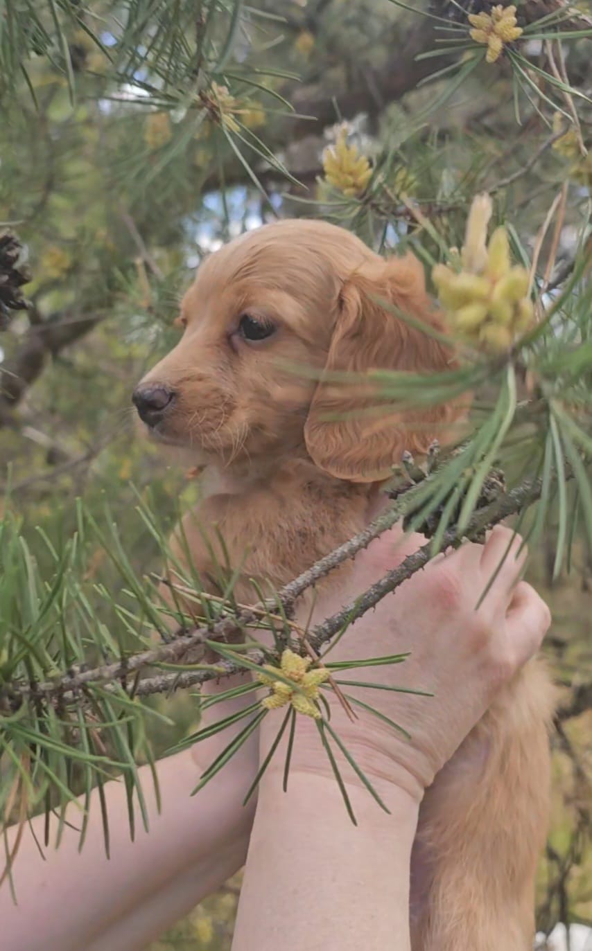 Dachsbun – Miniature Dachshund puppy on hold in Mauston, WI