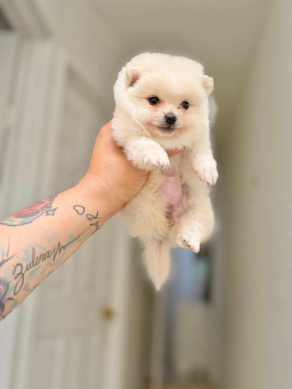Male Pomeranian  – Pomeranian puppy for sale in San Diego, CA