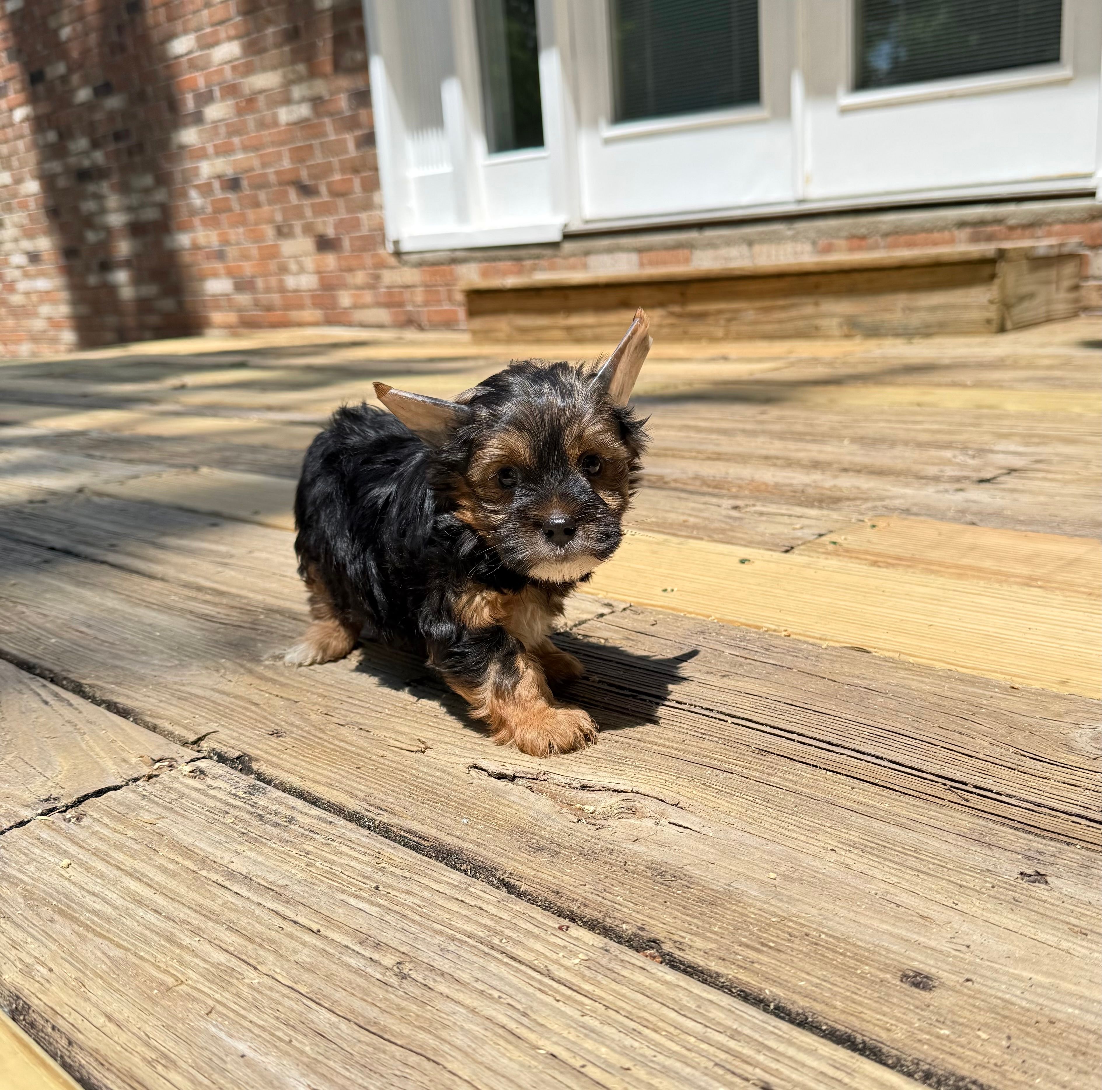 Murphy – Yorkshire Terrier puppy for sale in Nesbit, MS