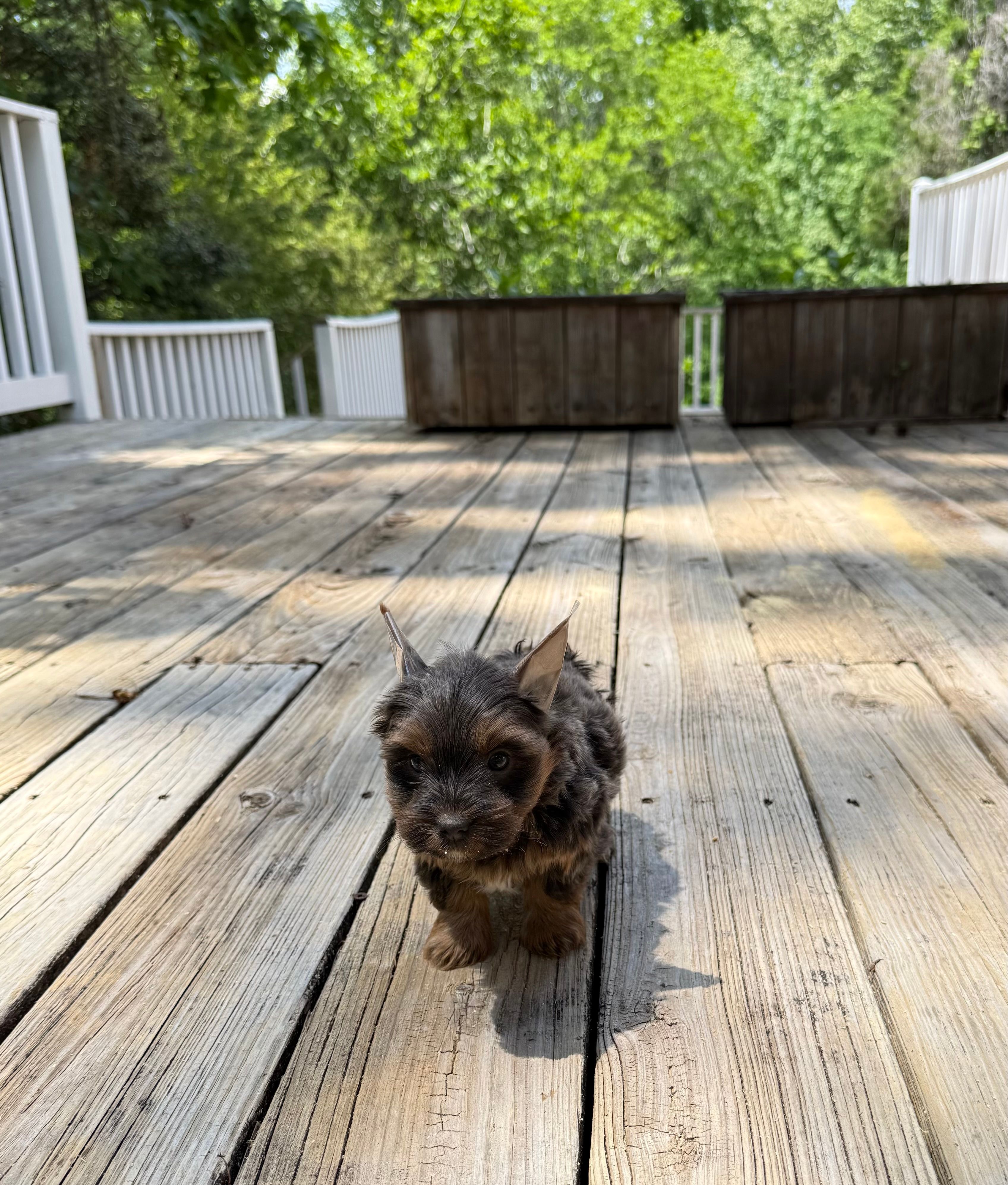 Nora – Yorkshire Terrier puppy for sale in Nesbit, MS