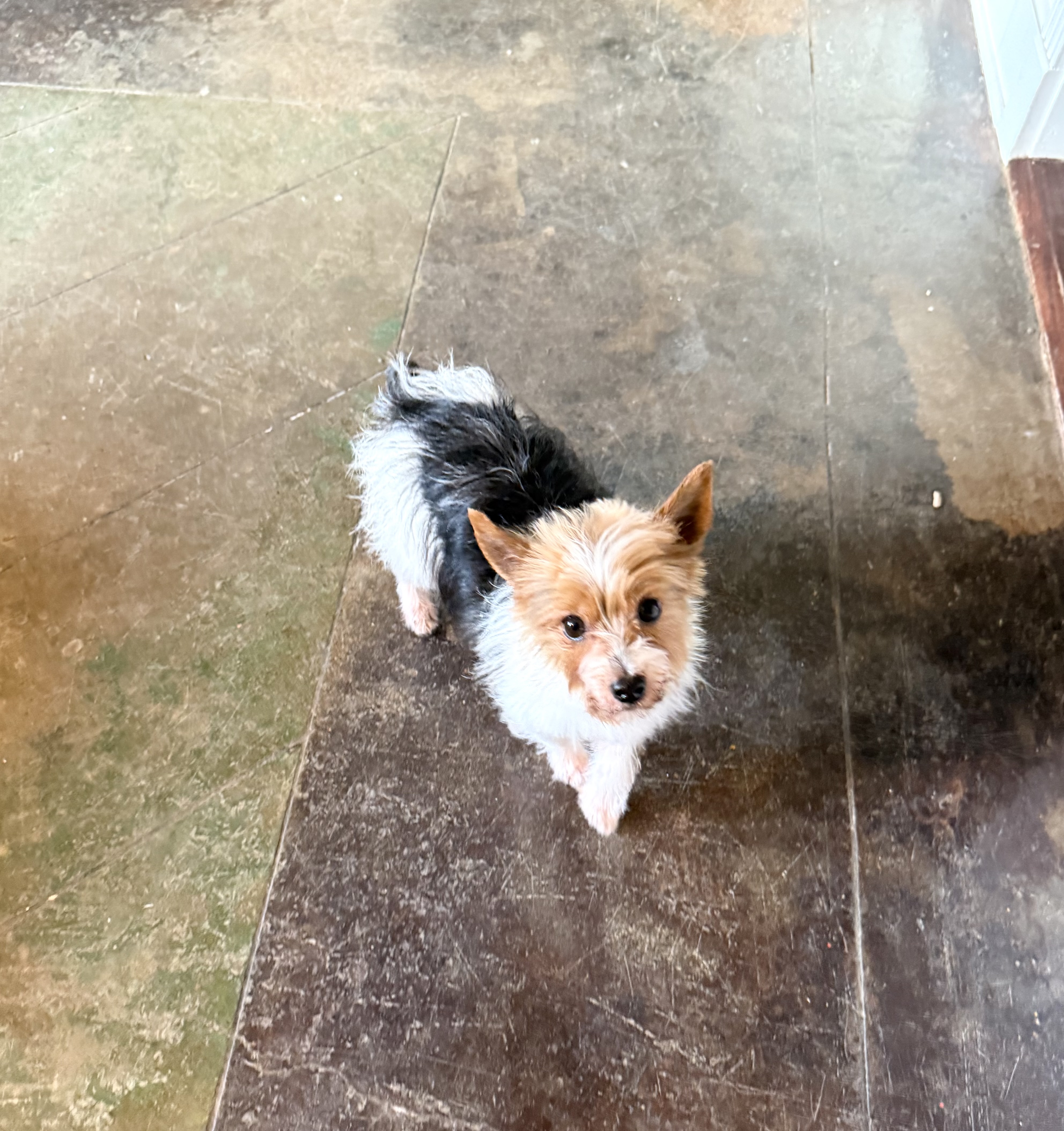 Luna  – Yorkshire Terrier puppy for sale in Nesbit, MS