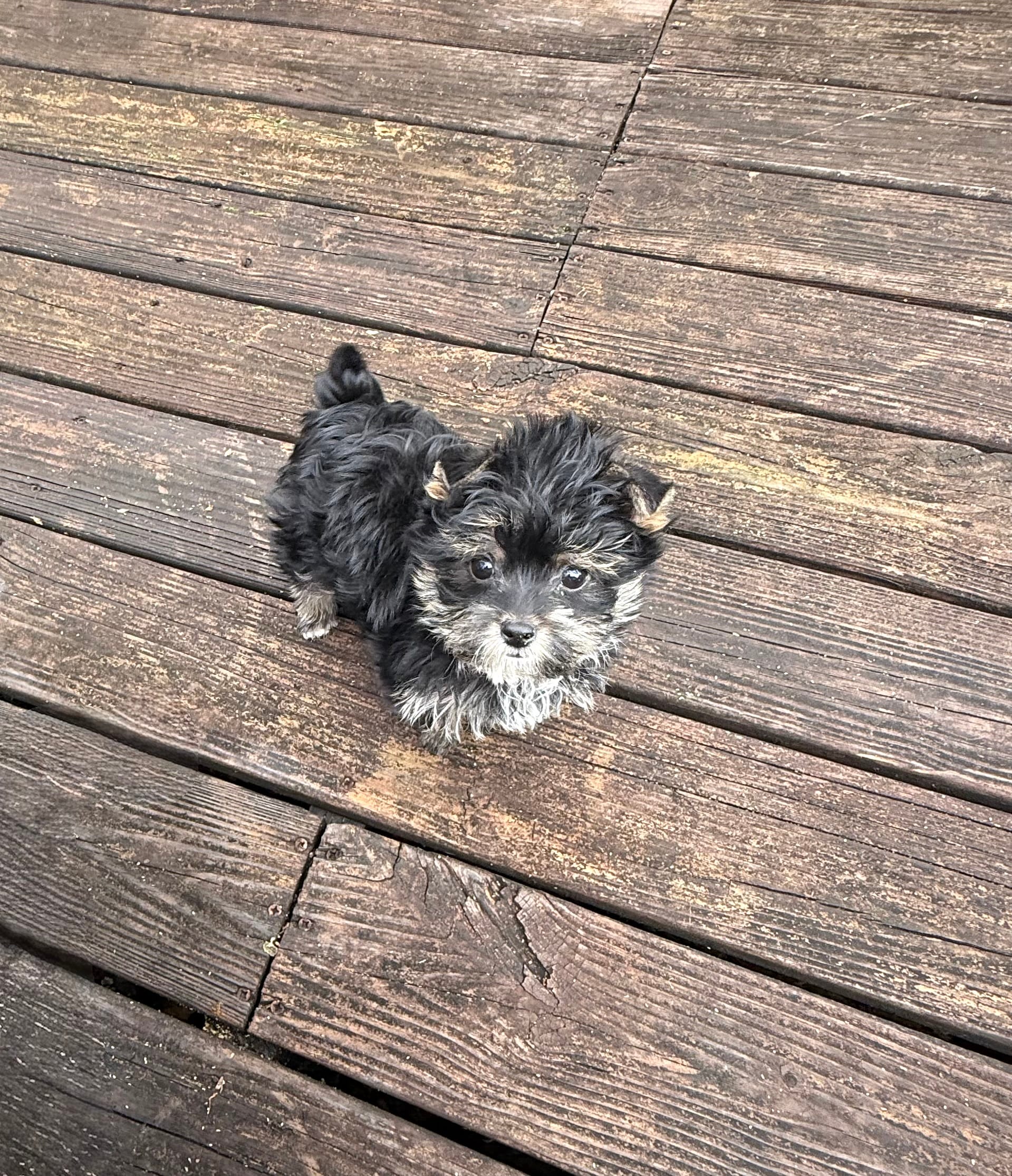 Gino  – Yorkshire Terrier puppy for sale in Nesbit, MS