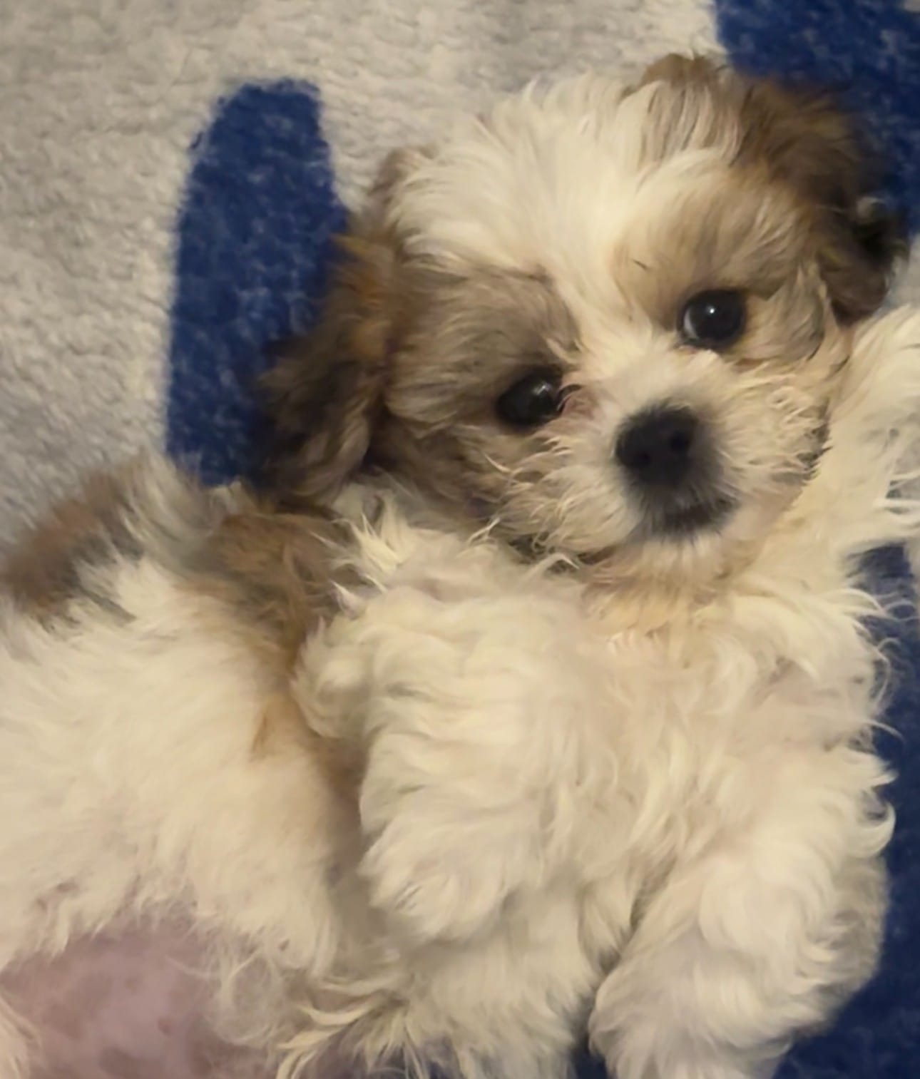 Marley  – Shichon puppy for sale in Charlotte, NC