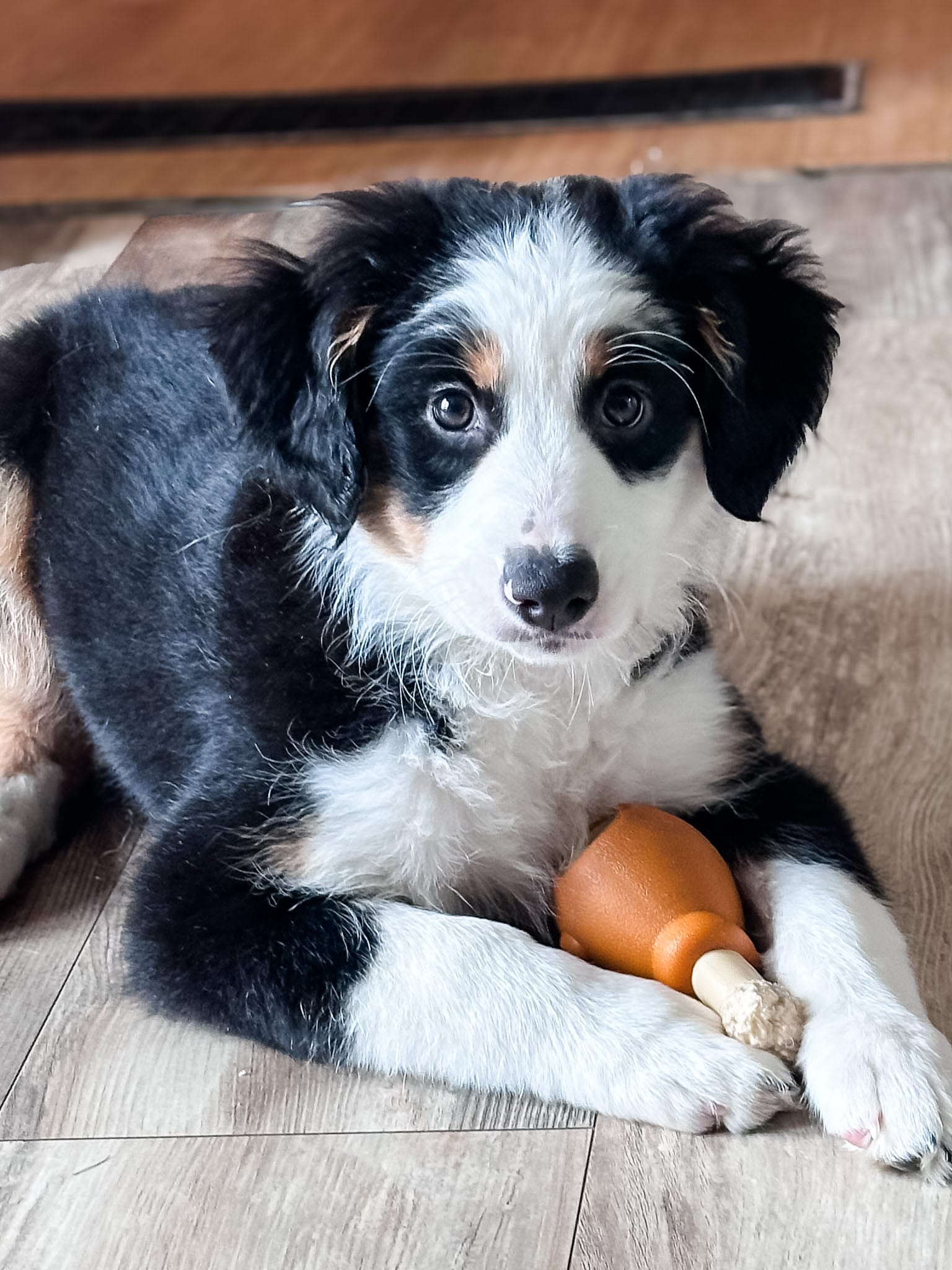 Oats – Australian Shepherd, Miniature Bernedoodle puppy for sale in Schaghticoke, NY