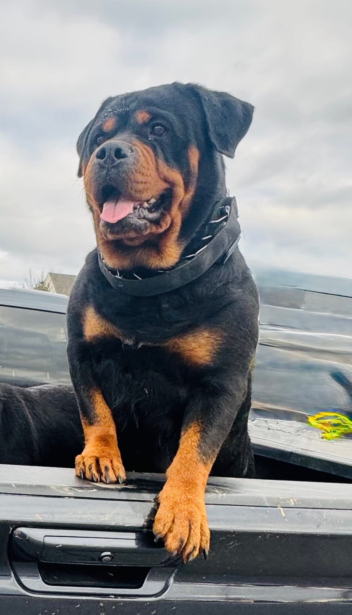Kyrah – Rottweiler puppy for sale in Allentown, PA