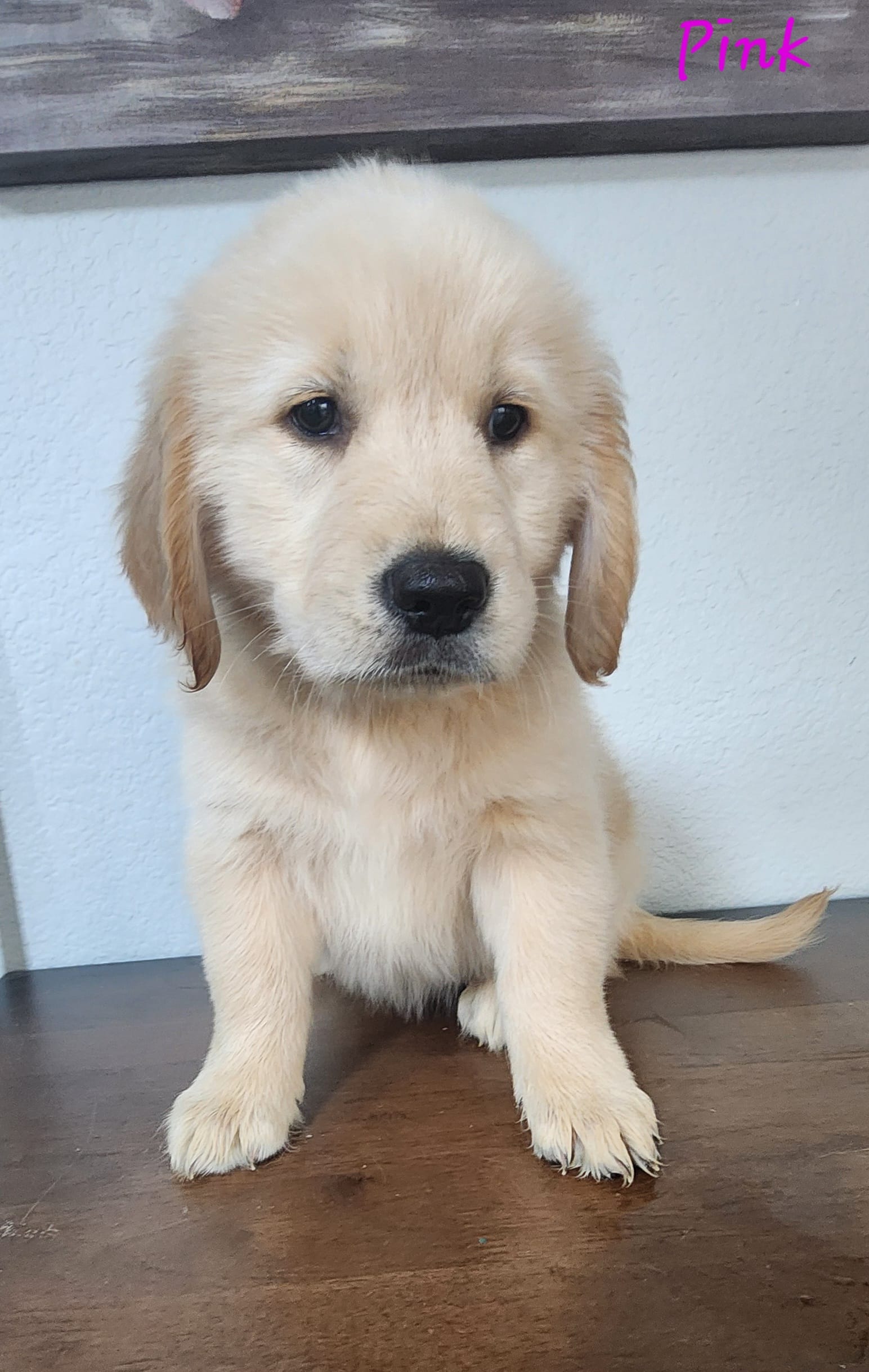 Goldy – Golden Retriever puppy for sale in Spring, TX