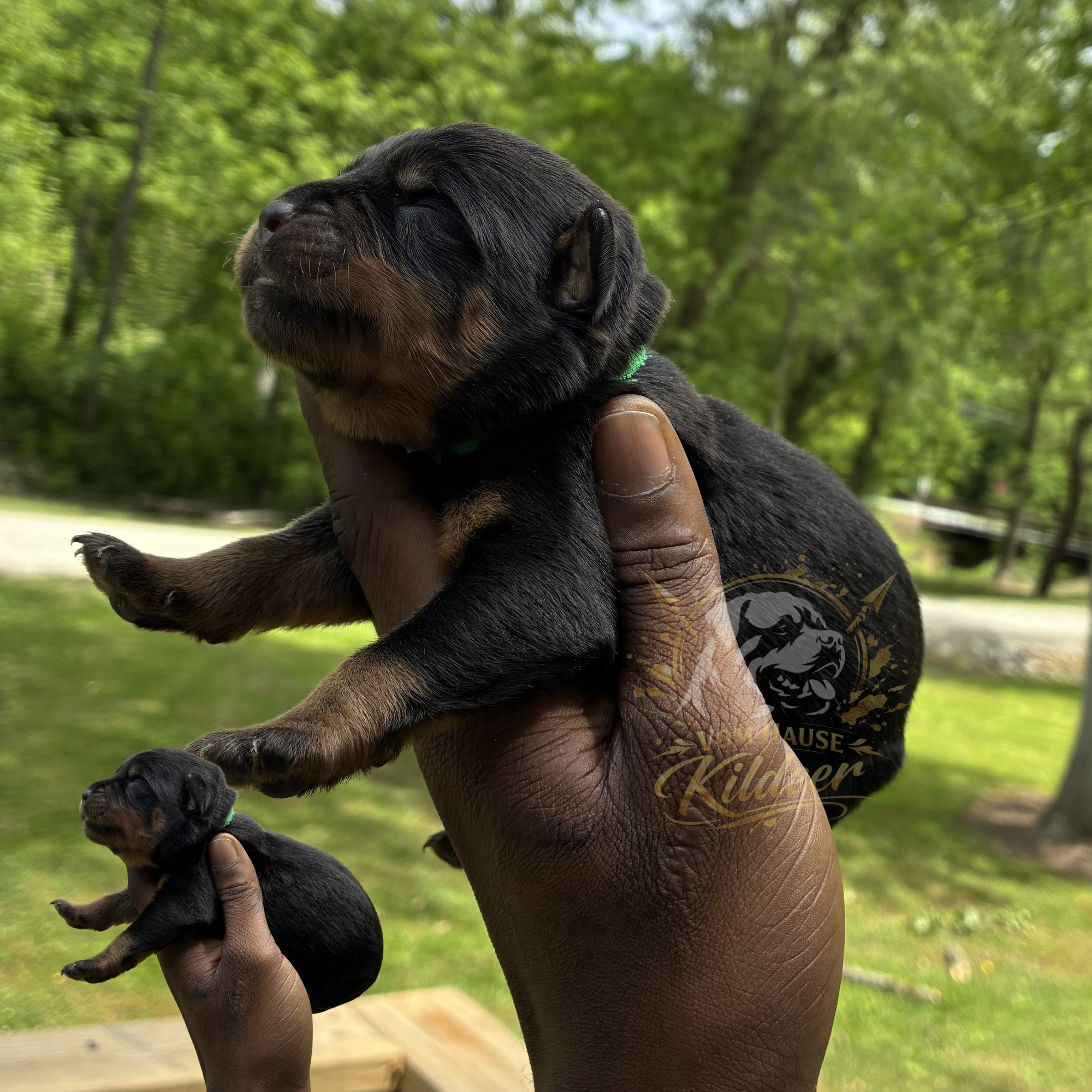 Levi – Rottweiler puppy for sale in High Point, NC