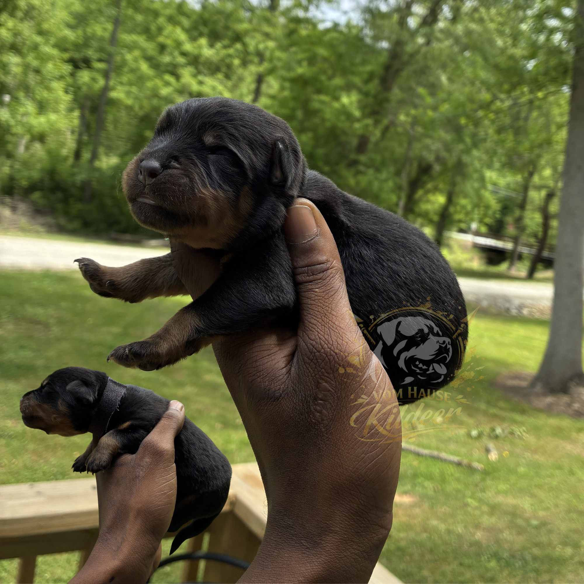 Beaux  – Rottweiler puppy for sale in High Point, NC
