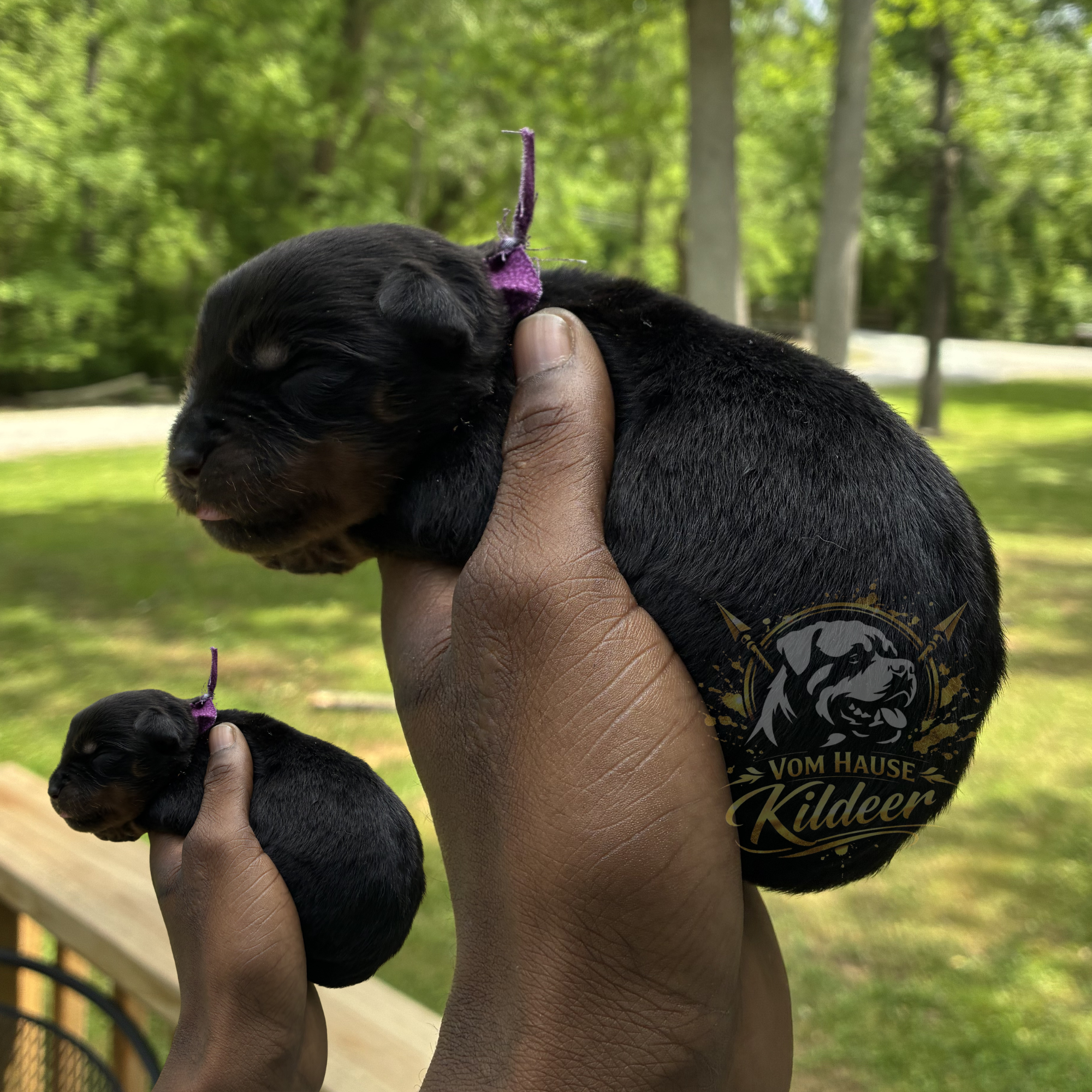 Dottie – Rottweiler puppy for sale in High Point, NC