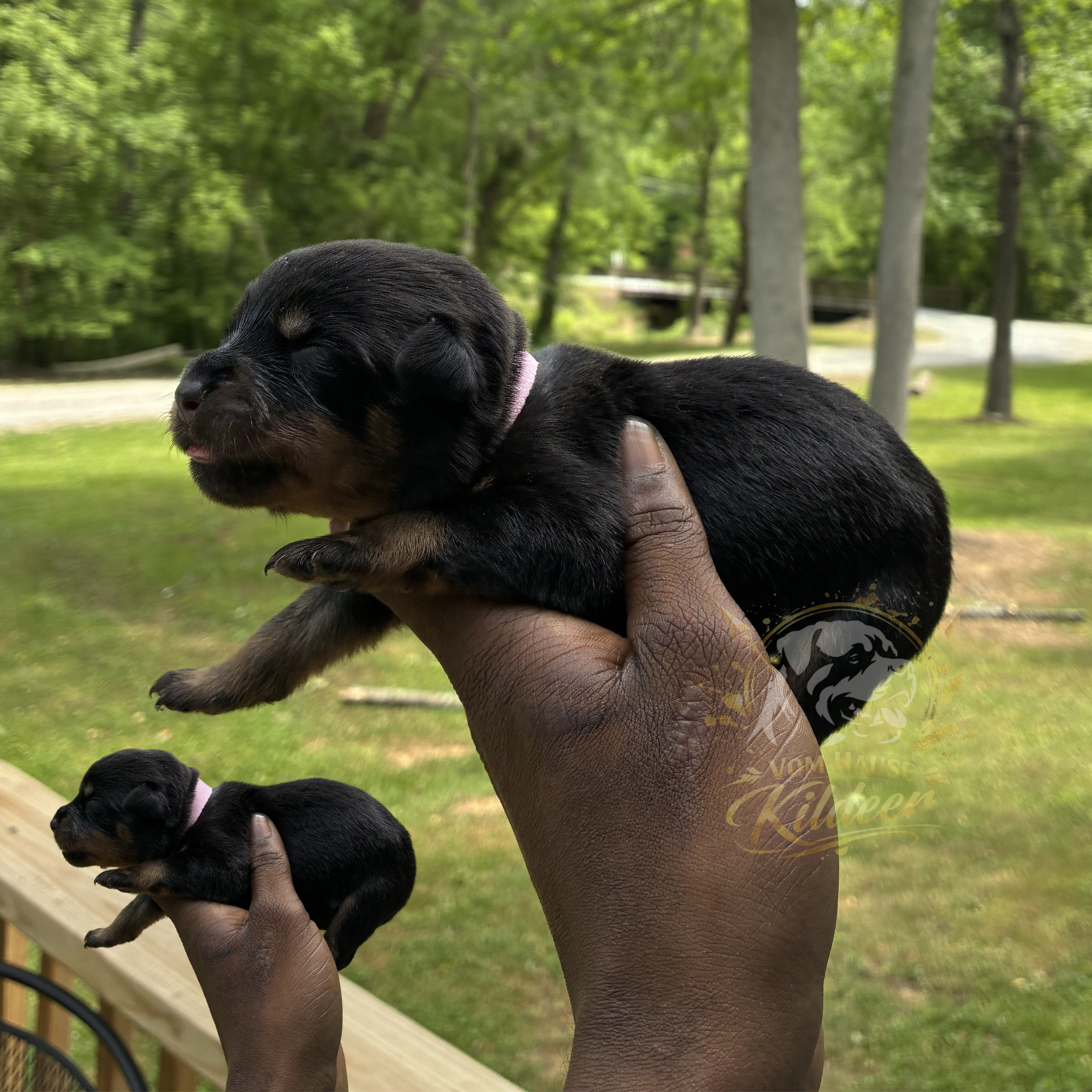 Bonnie – Rottweiler puppy for sale in High Point, NC