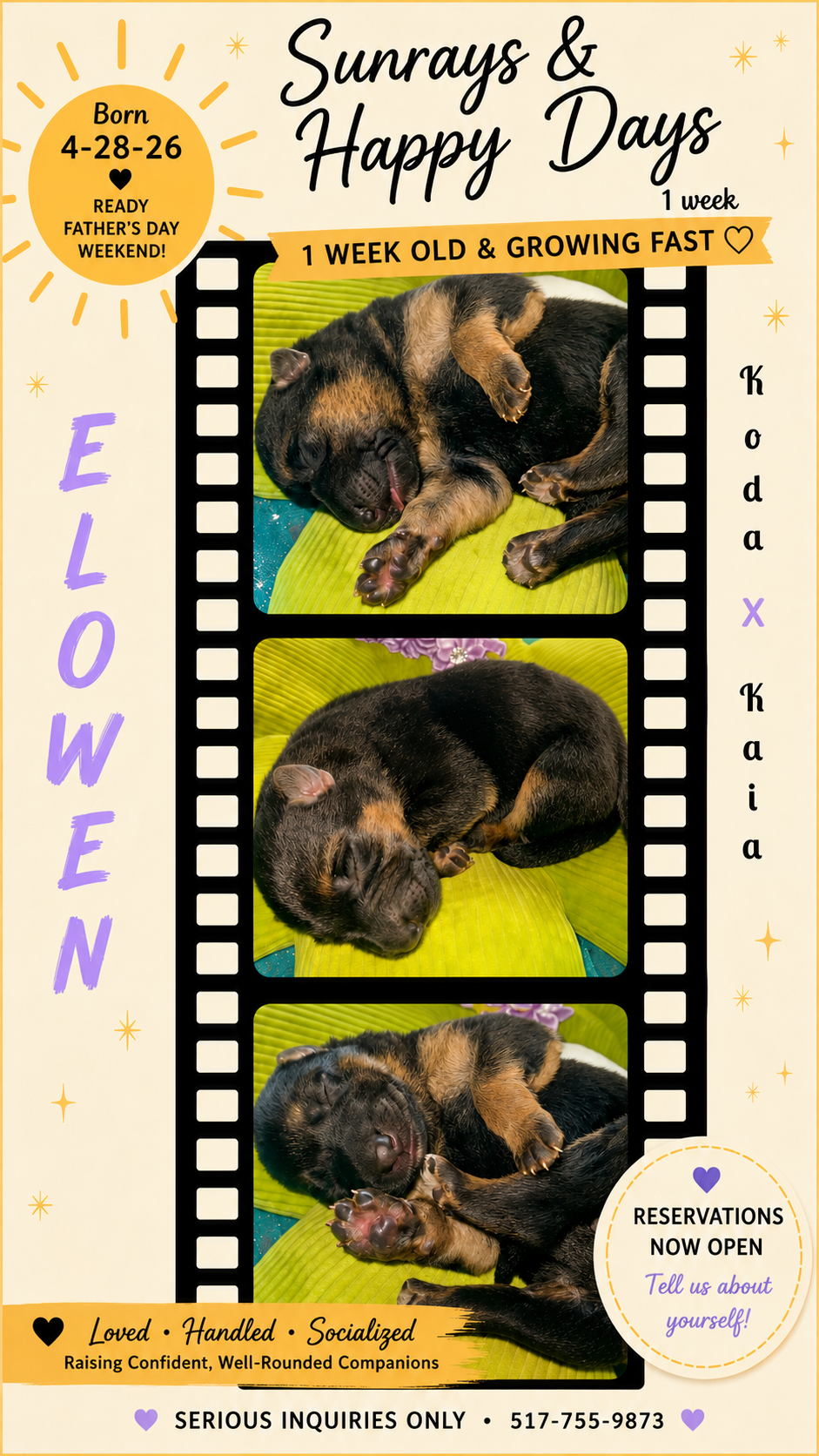 Elowen – German Shepherd Dog puppy for sale in Webberville, MI
