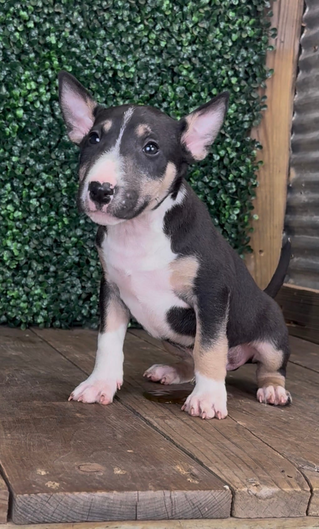 Alfie – Bull Terrier puppy for sale in West Plains, MO