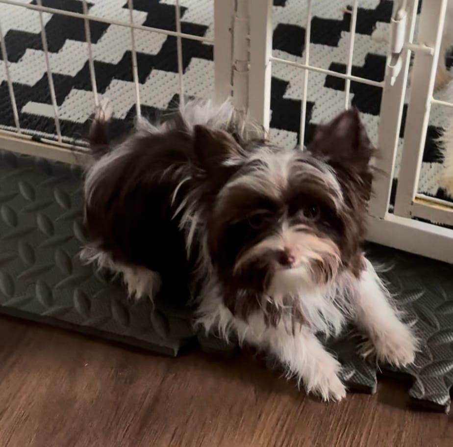 Lucci Dior – Yorkshire Terrier puppy for sale in Houston, TX